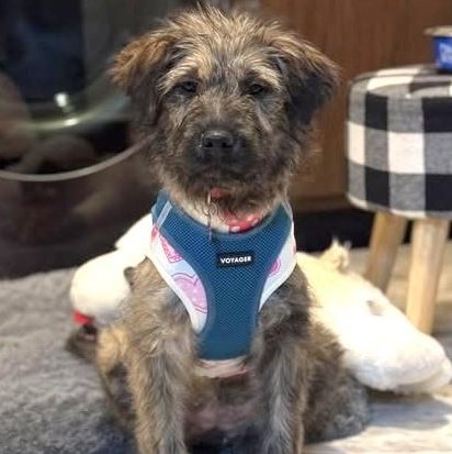 Moana, adopted, Puppy Female Terrier.