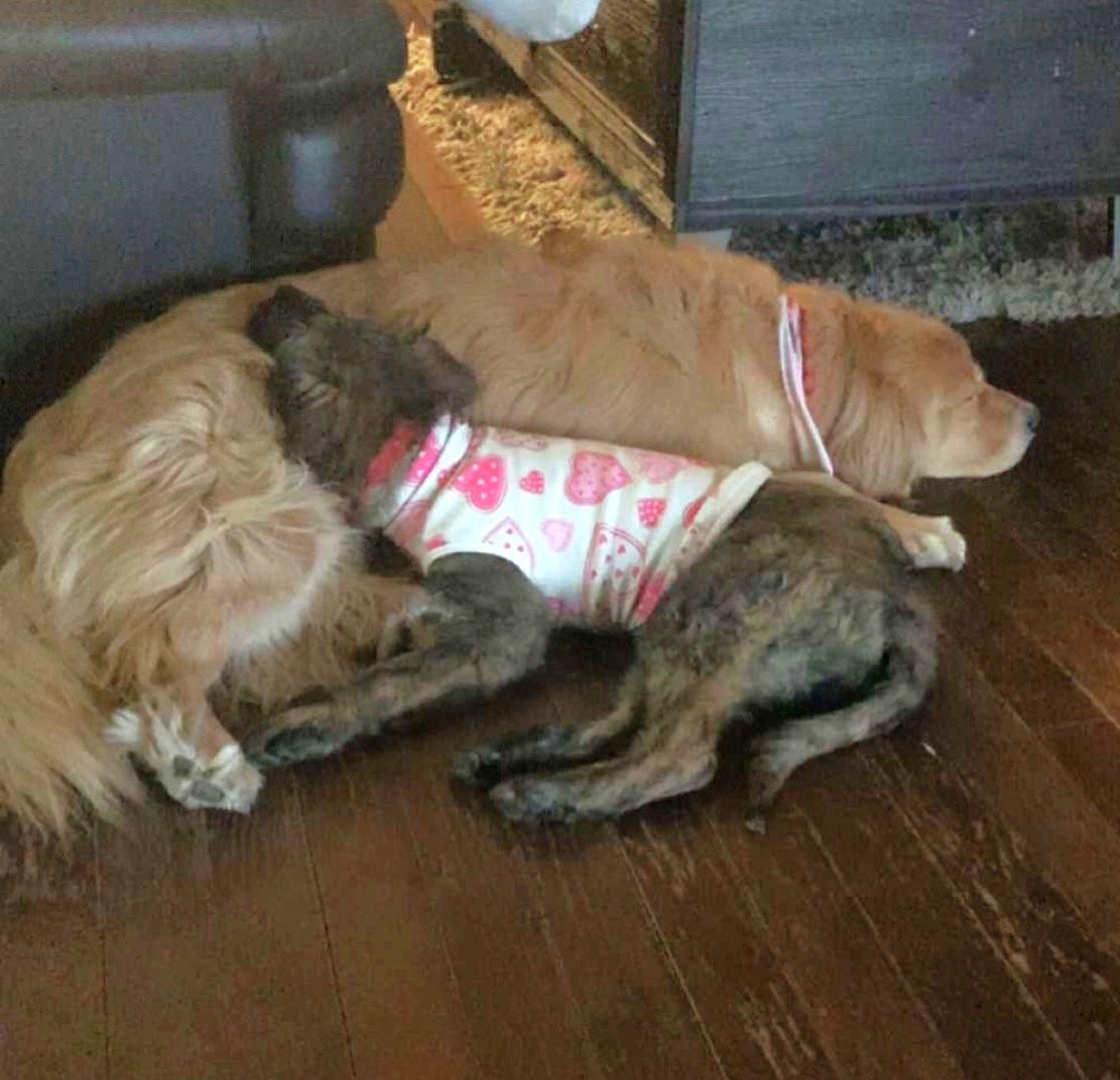 Moana, an adopted mixed breed in Palatine, IL image 3/3