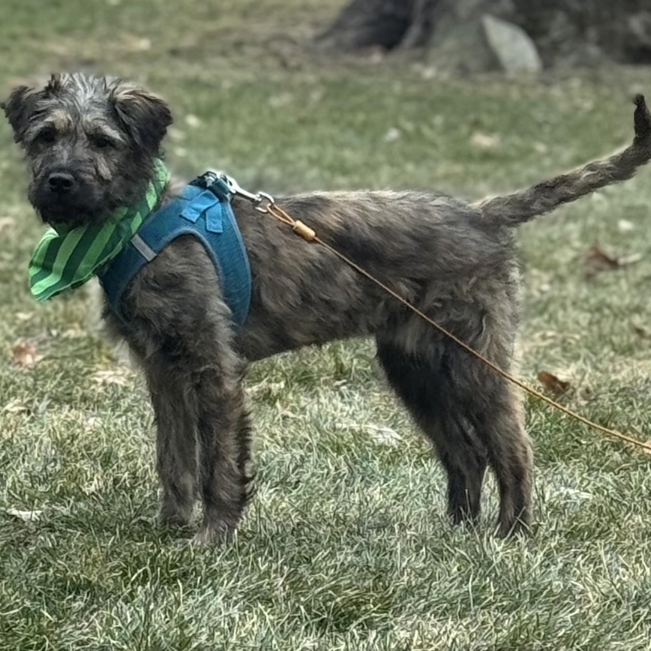 Moana, an adopted mixed breed in Palatine, IL image 2/3