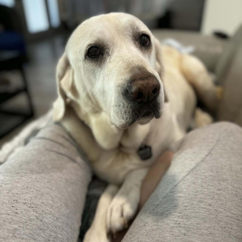 Lilly, a Adoptable Labrador Retriever in Sarasota, FL image 2/6