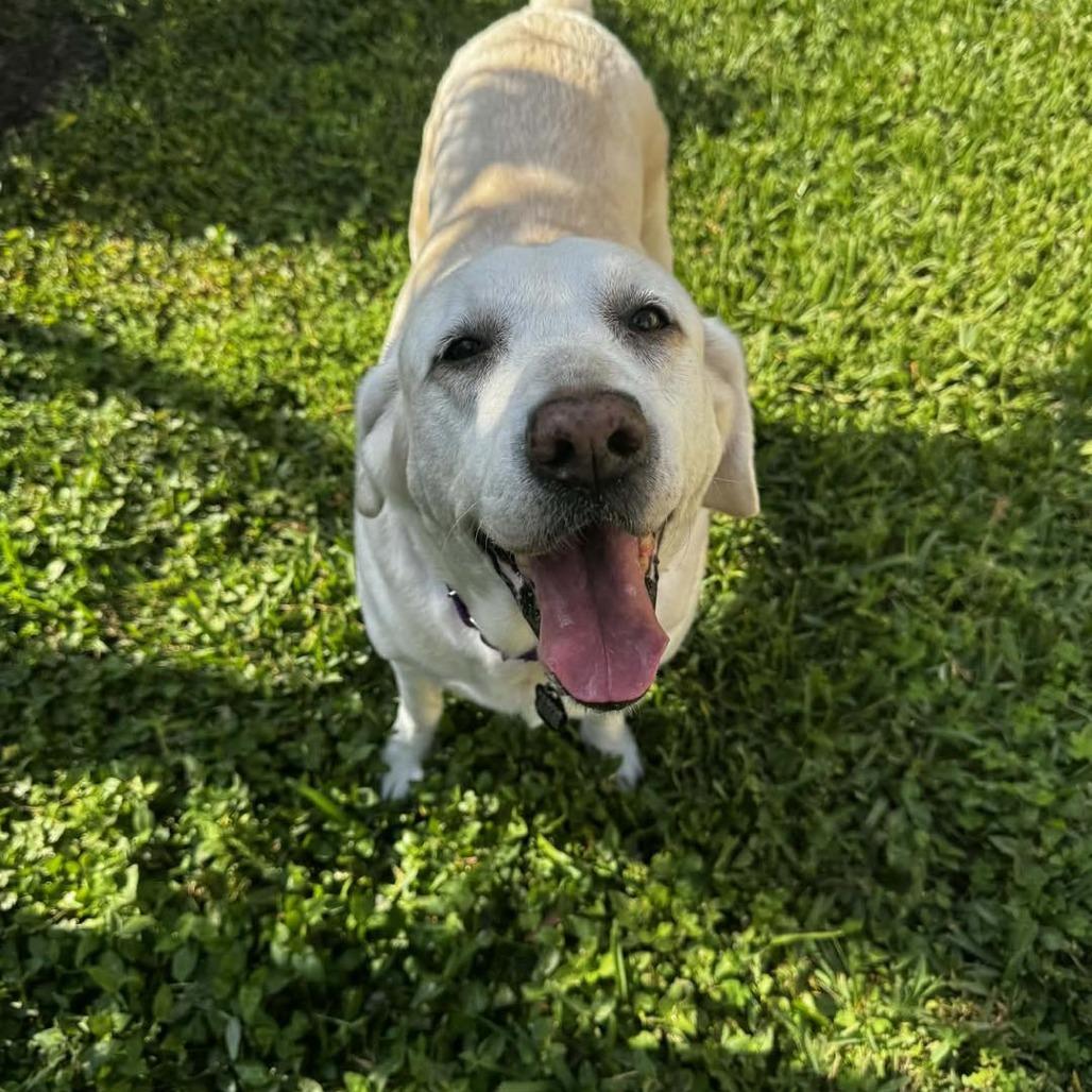 Lilly, a Adoptable Labrador Retriever in Sarasota, FL image 3/6