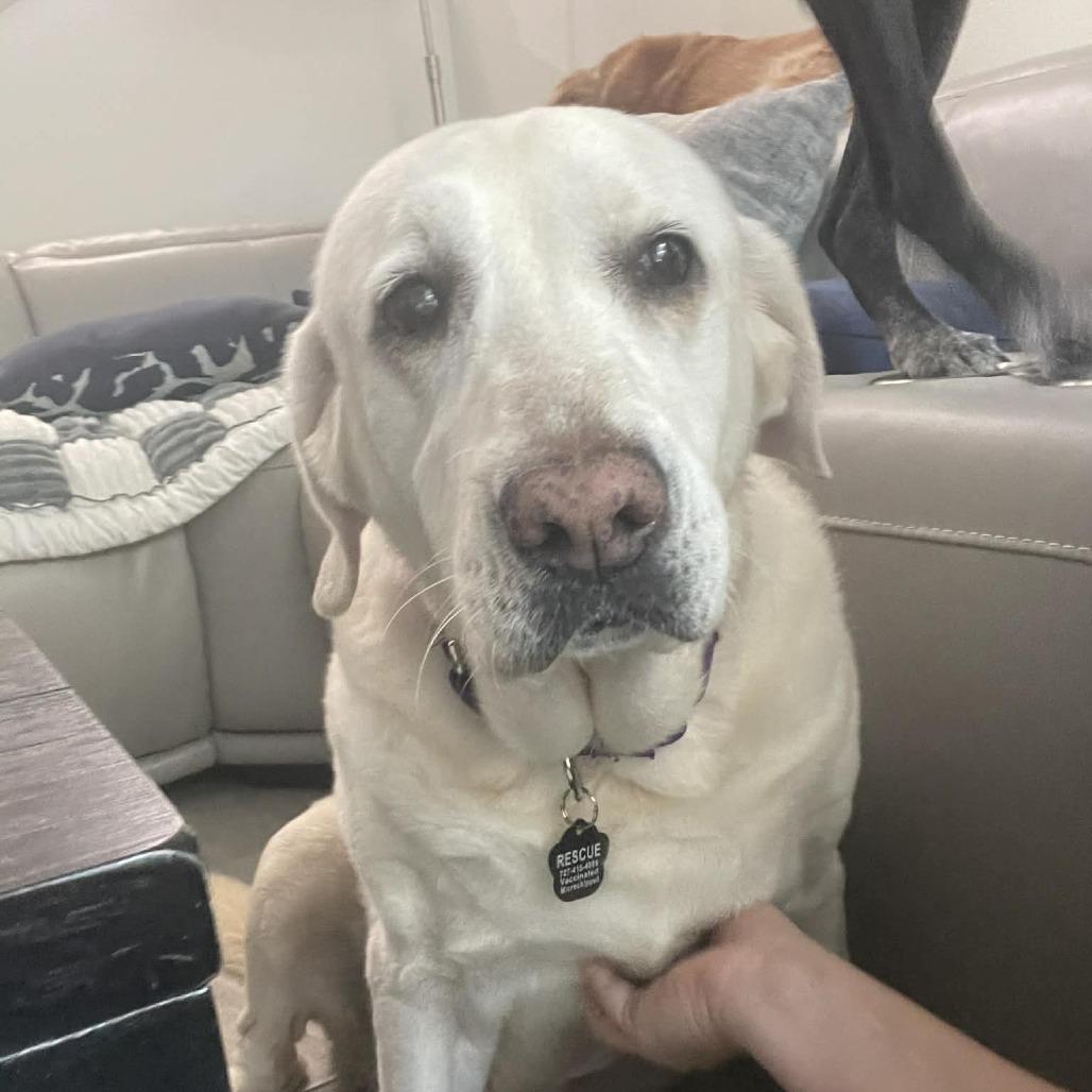Lilly, a Adoptable Labrador Retriever in Sarasota, FL image 4/6