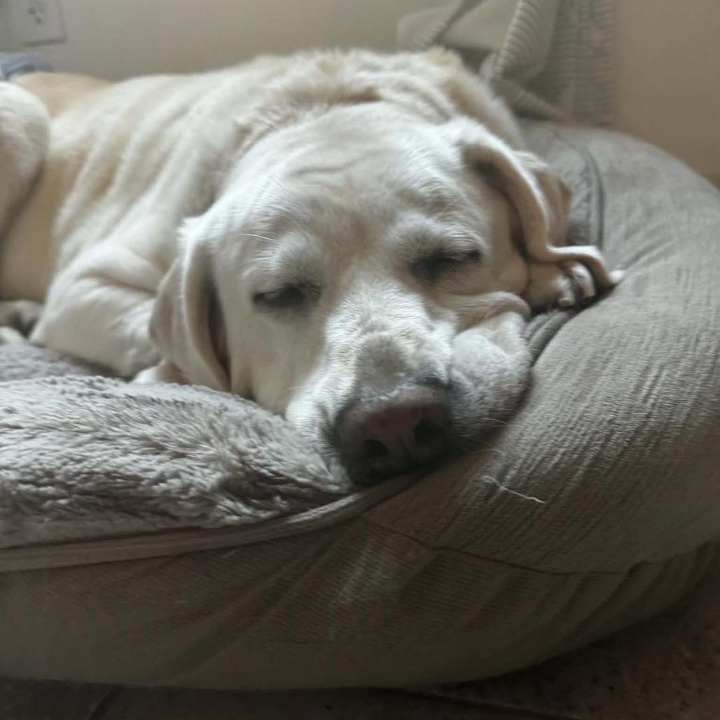 Lilly, a Adoptable Labrador Retriever in Sarasota, FL image 6/6