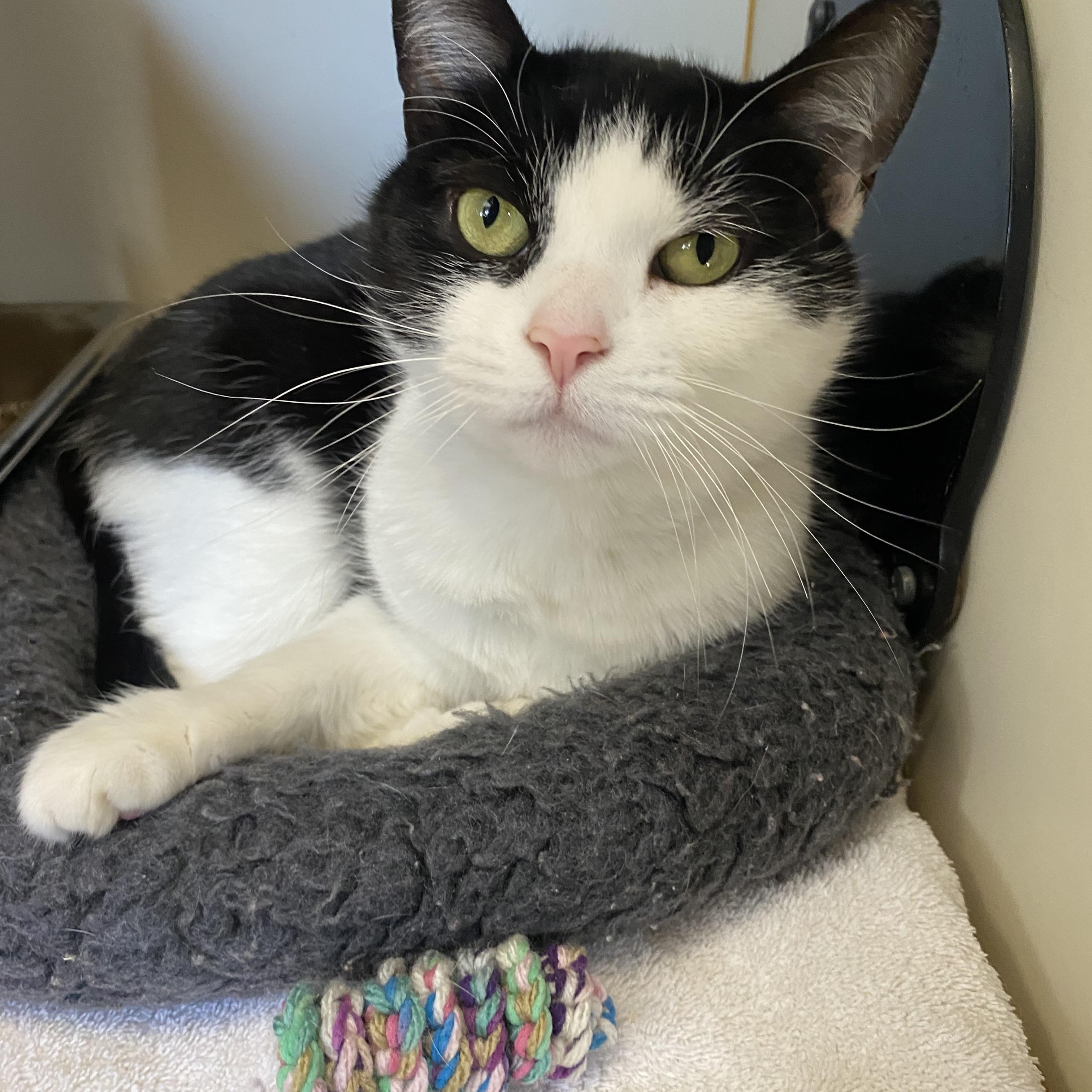 Enlarge Jules, a ADOPTABLE Domestic Short Hair in Somerset, NJ image 3/3