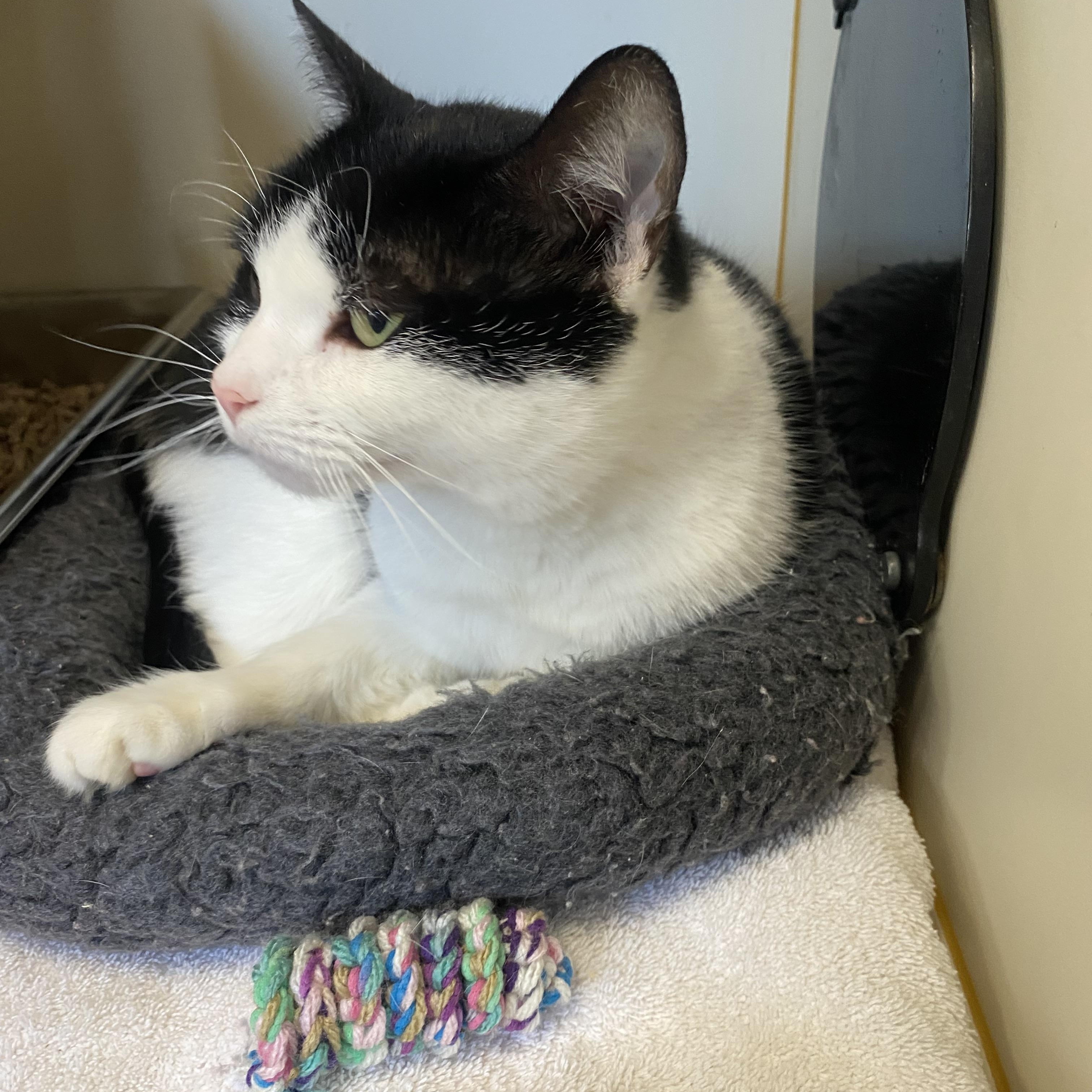 Enlarge Jules, a ADOPTABLE Domestic Short Hair in Somerset, NJ image 2/3