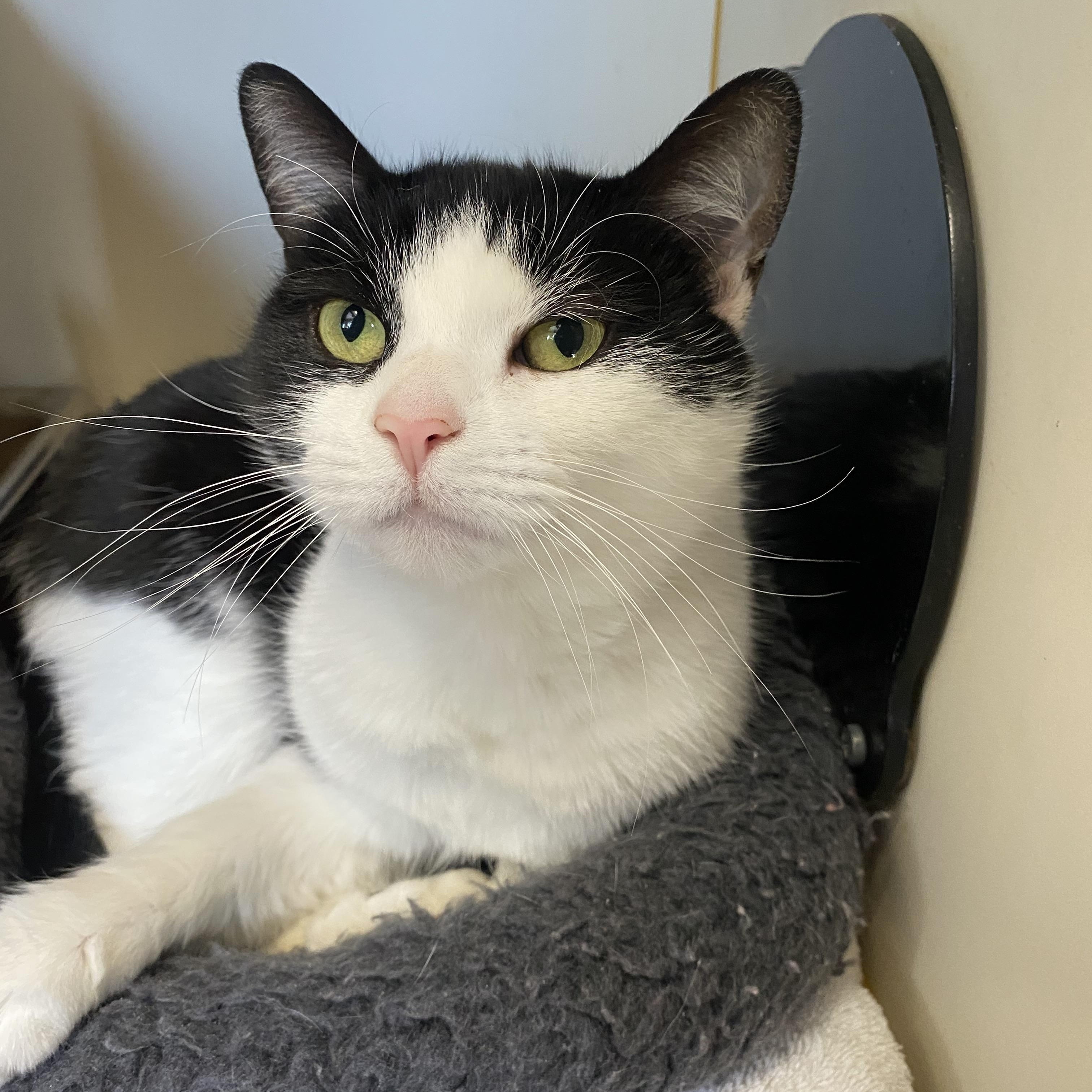 Enlarge Jules, a ADOPTABLE Domestic Short Hair in Somerset, NJ image 1/3