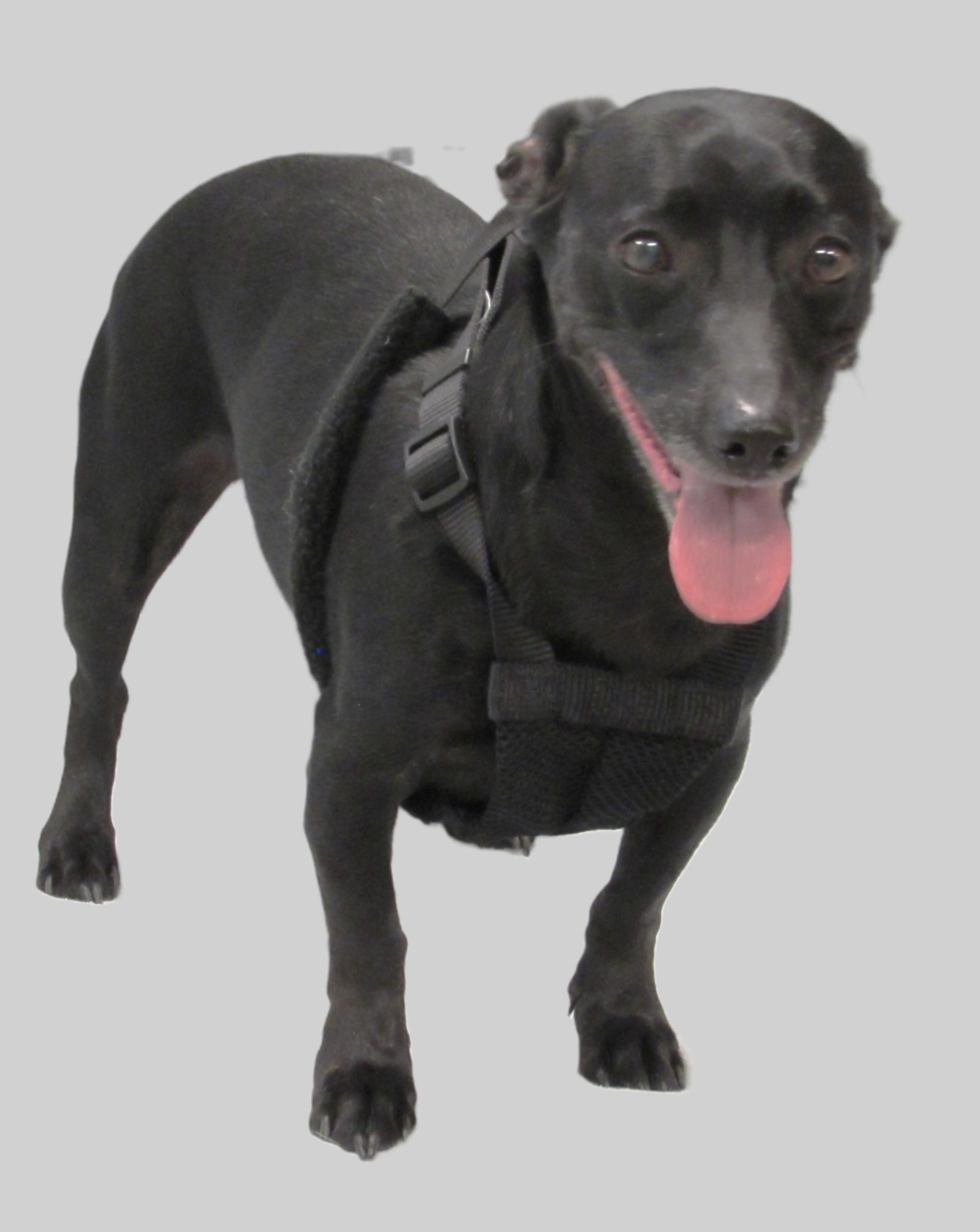 Goliath, a Adoptable mixed breed in Conroe, TX image 3/4