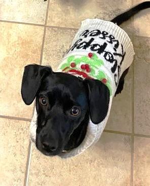 Goliath, Adoptable, Adult Male Dachshund & Chihuahua.