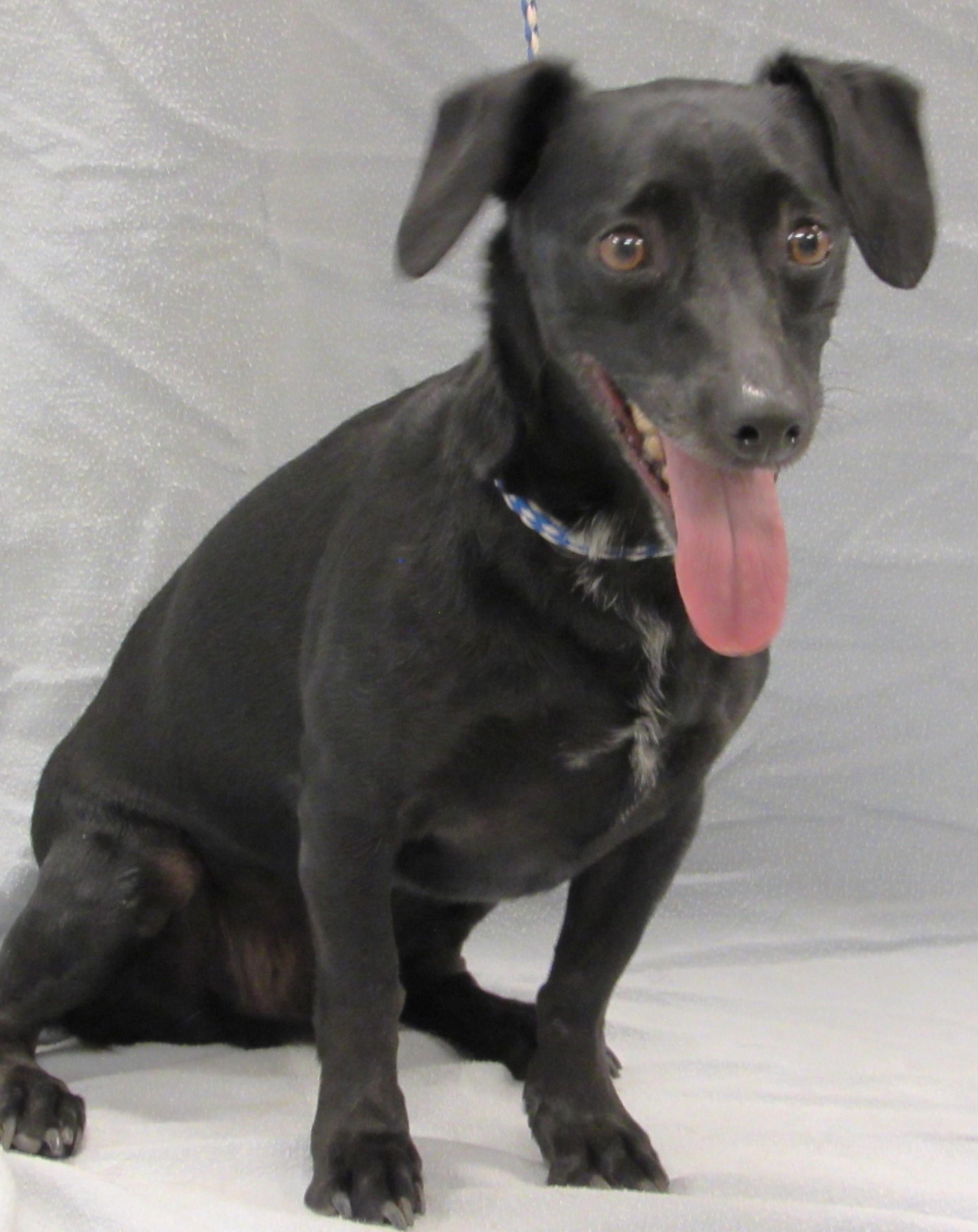 Goliath, Adoptable, Adult Male Dachshund & Chihuahua.