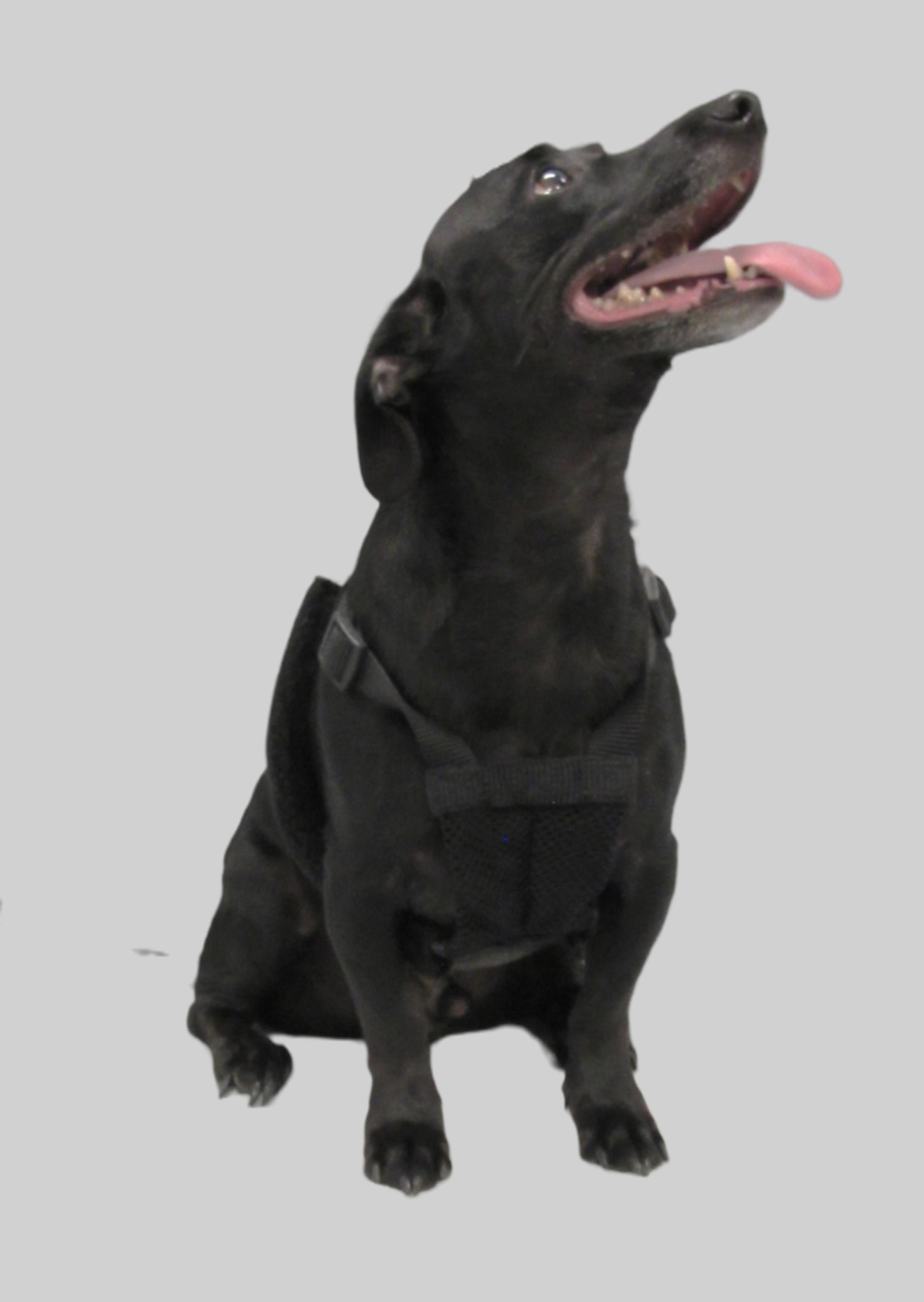 Goliath, a Adoptable mixed breed in Conroe, TX image 4/4