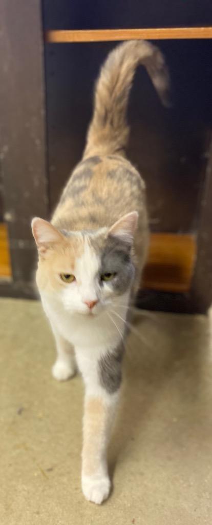 Tic, Adoptable, Adult Female Domestic Short Hair.