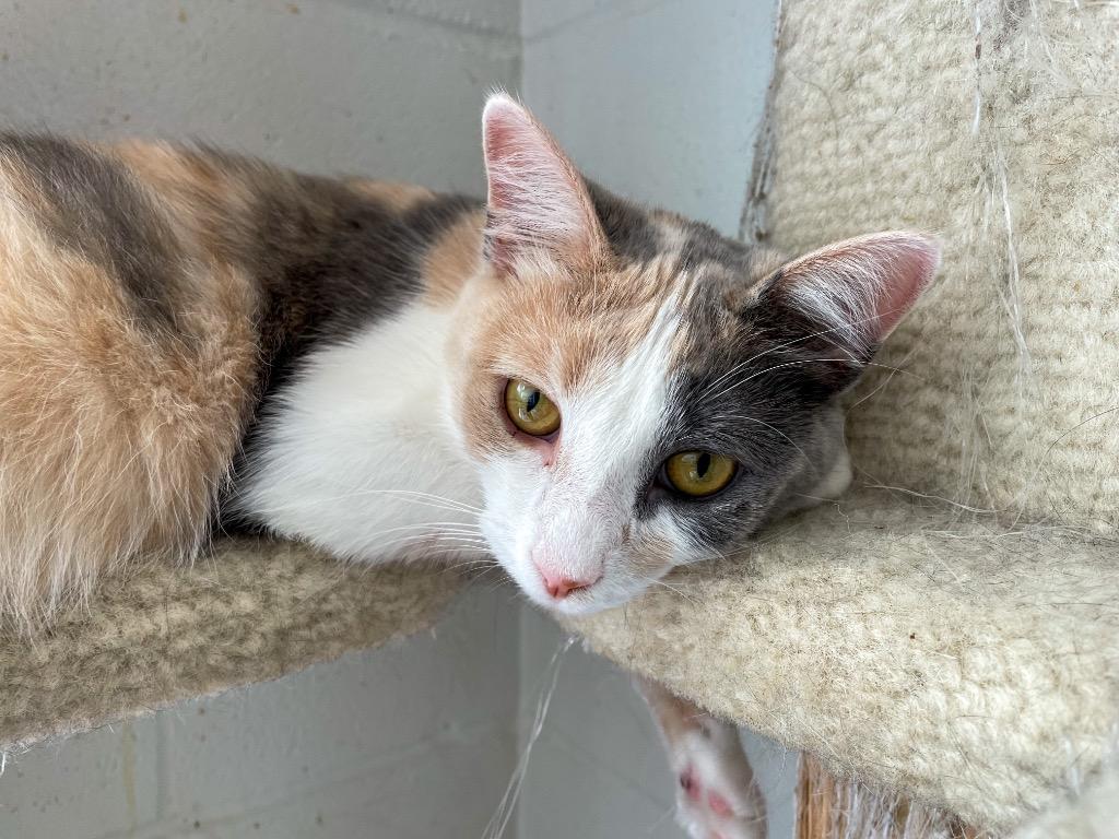 Enlarge Tic, a Adoptable mixed breed in Portland, IN image 2/6