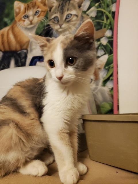 Enlarge Tic, a Adoptable mixed breed in Portland, IN image 5/6