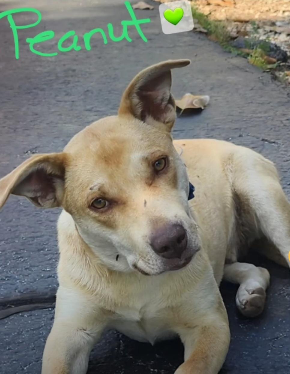 Peanut – A Gentle Soul in Need of a Special Home, Adoptable, Adult Male Labrador Retriever.