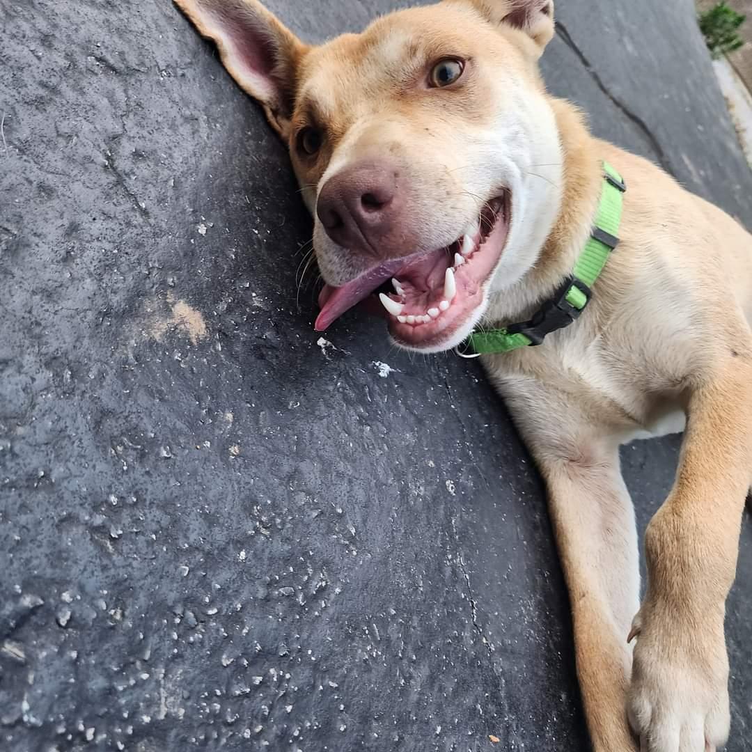 Peanut – A Gentle Soul in Need of a Special Home, Adoptable, Adult Male Labrador Retriever.