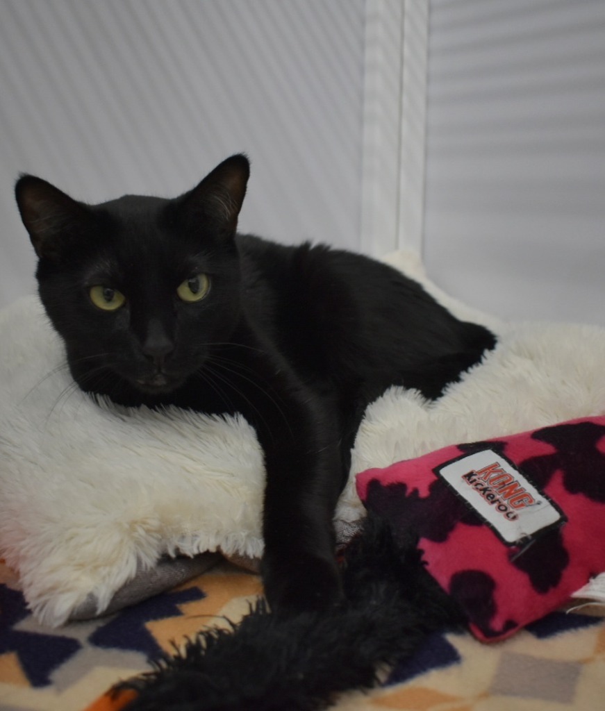 Maricela, an adoptable Domestic Short Hair in Youngtown, AZ, 85363 | Photo Image 1