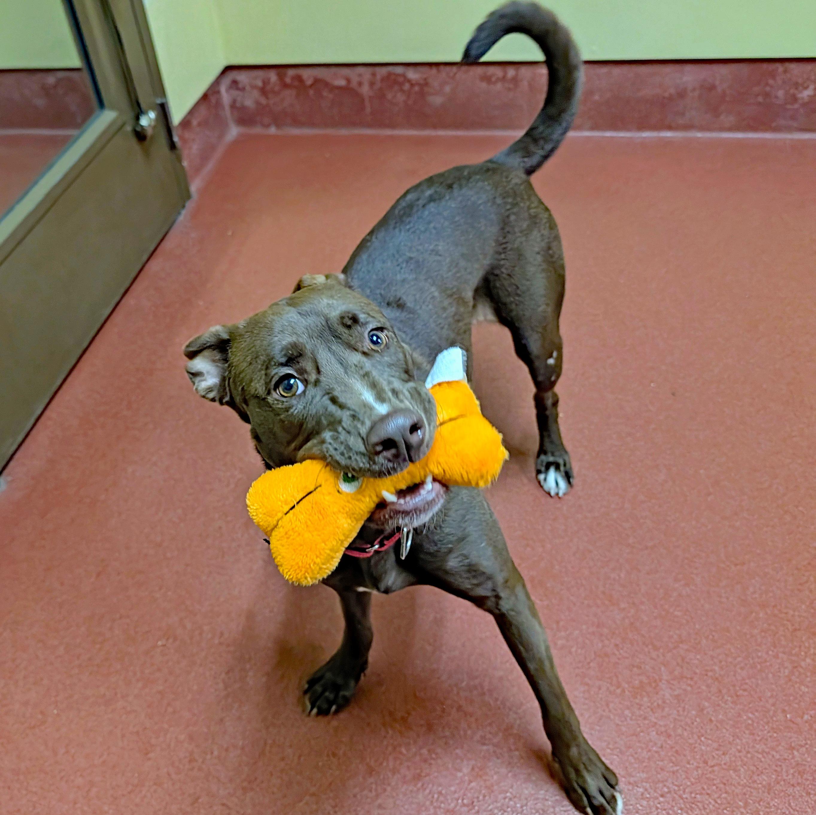 Enlarge Abby, a Adoptable mixed breed in Accident, MD image 4/6