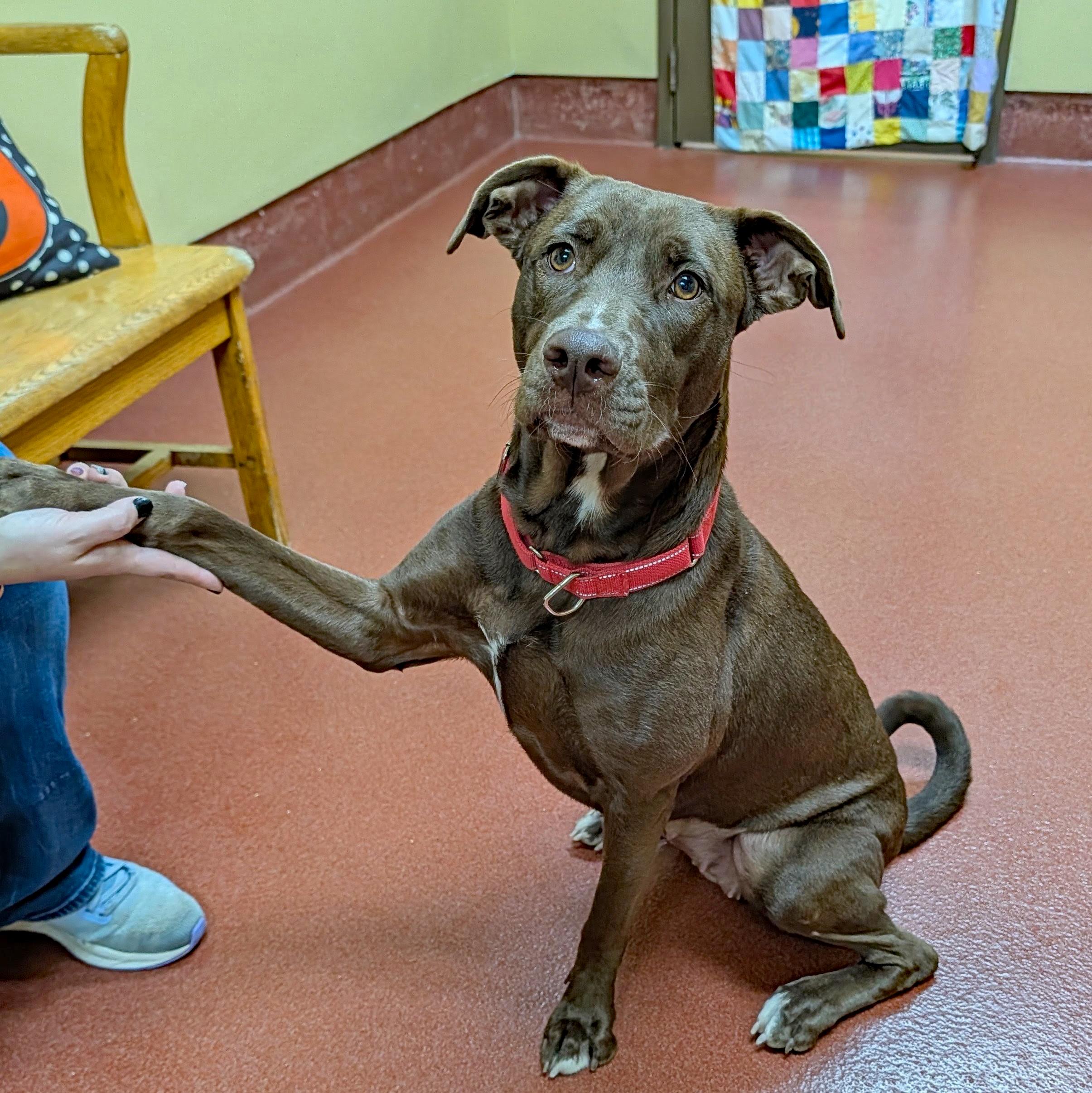 Enlarge Abby, a Adoptable mixed breed in Accident, MD image 6/6