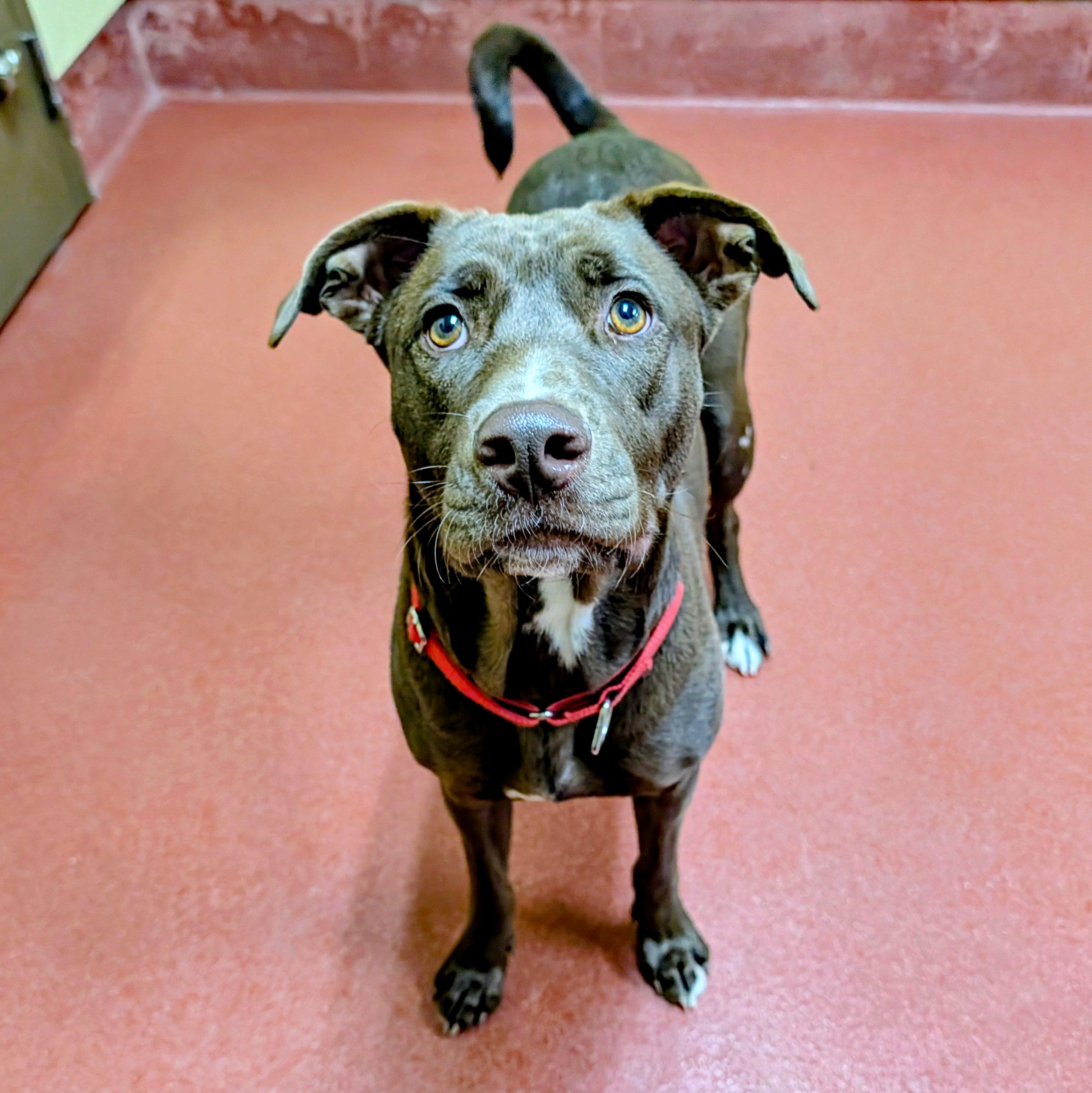 Enlarge Abby, a Adoptable mixed breed in Accident, MD image 5/6