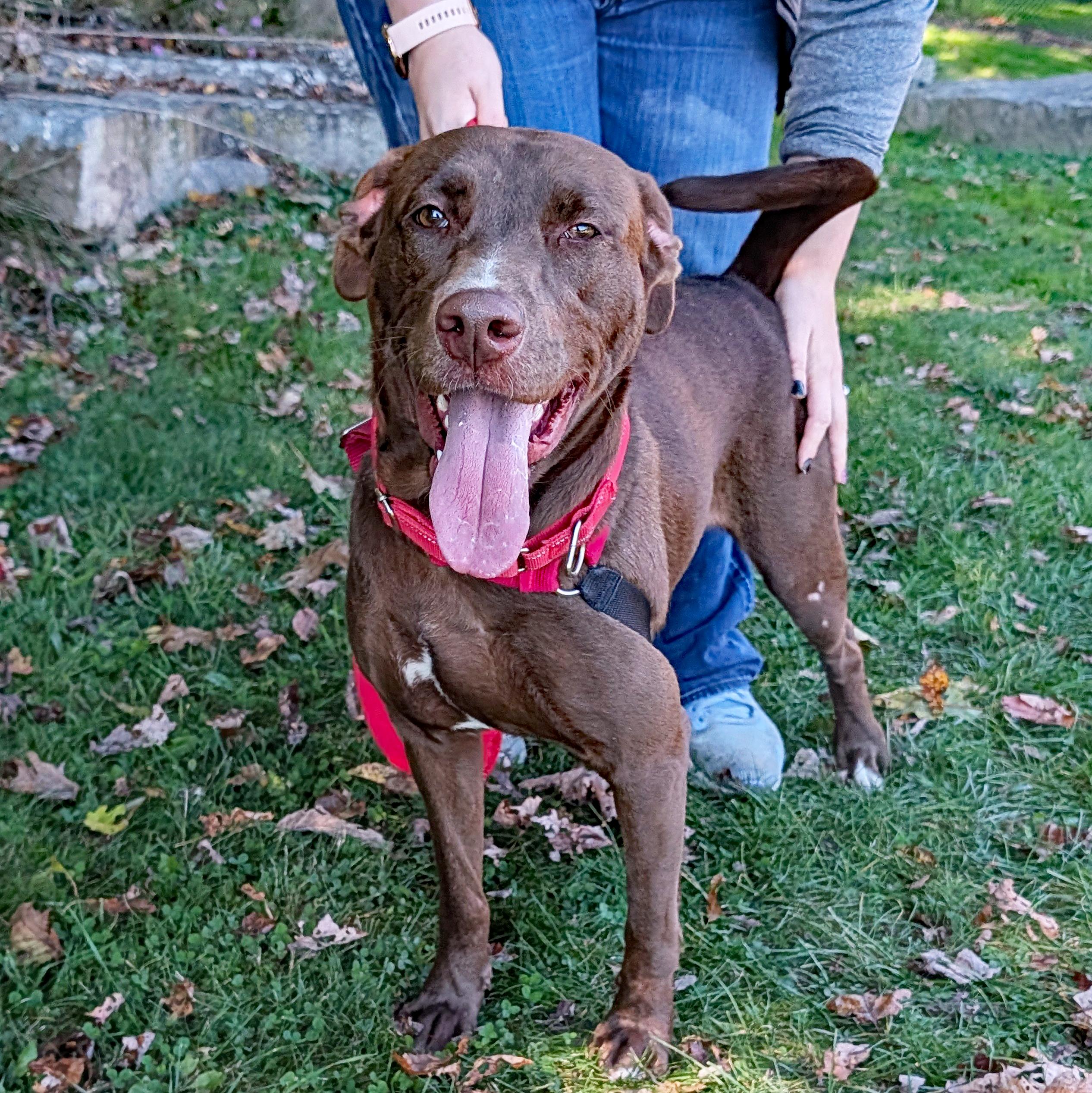 Abby, Adoptable, Adult Female Chocolate Labrador Retriever & Boxer.