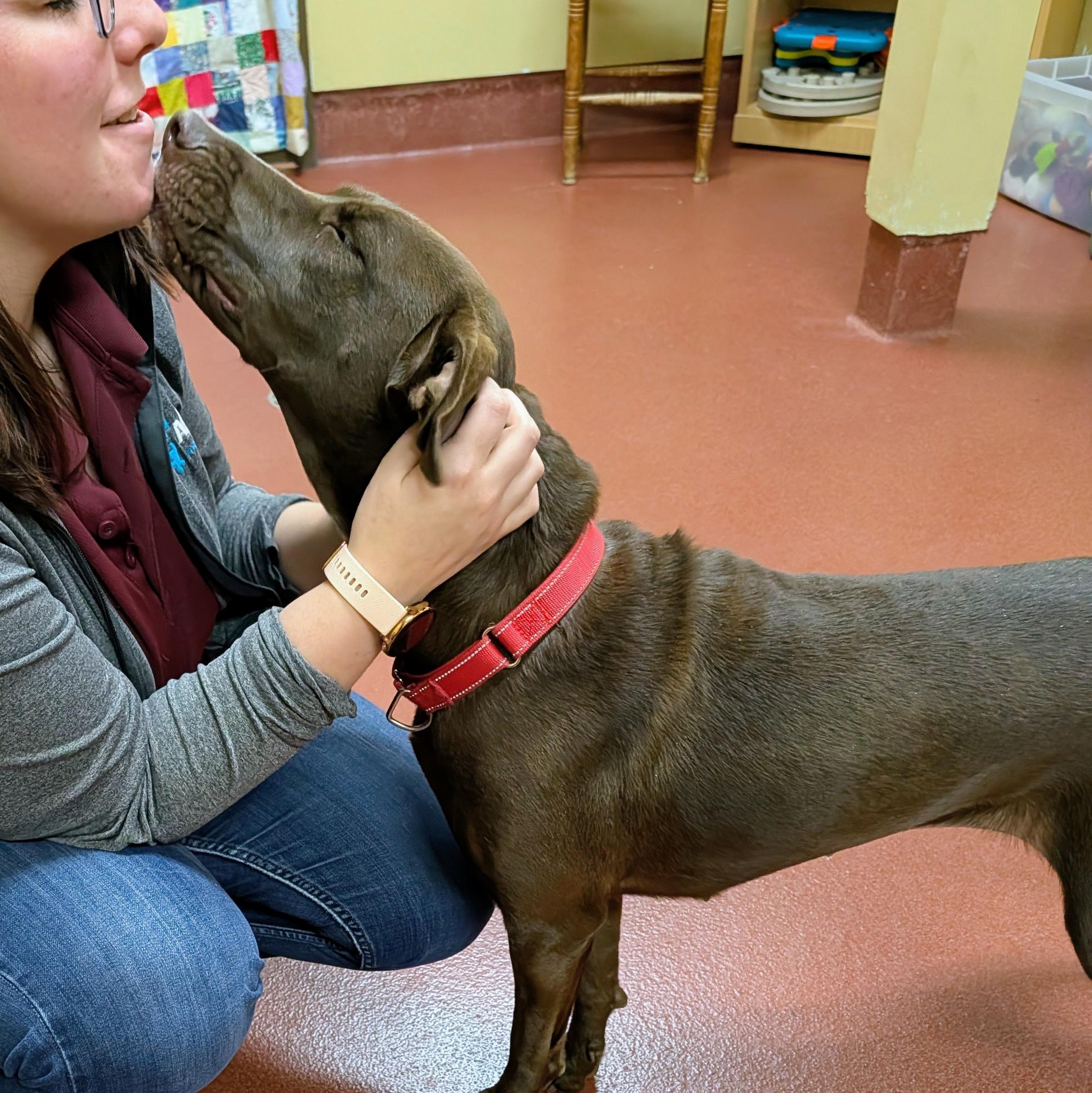 Enlarge Abby, a Adoptable mixed breed in Accident, MD image 3/6