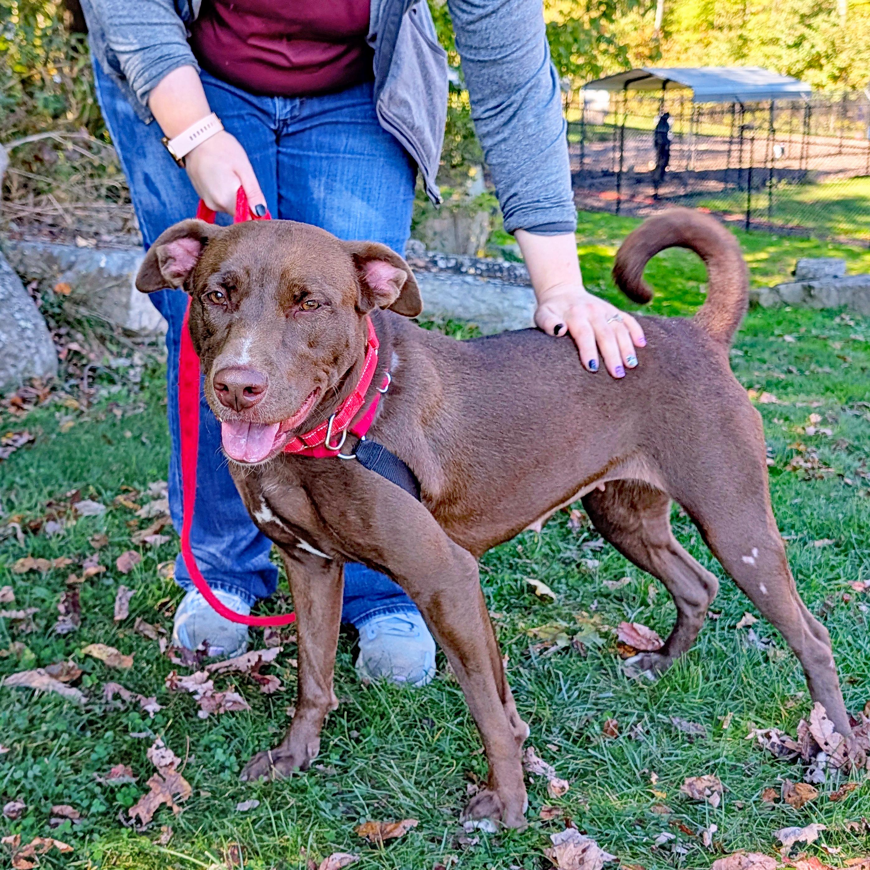 Enlarge Abby, a Adoptable mixed breed in Accident, MD image 2/6