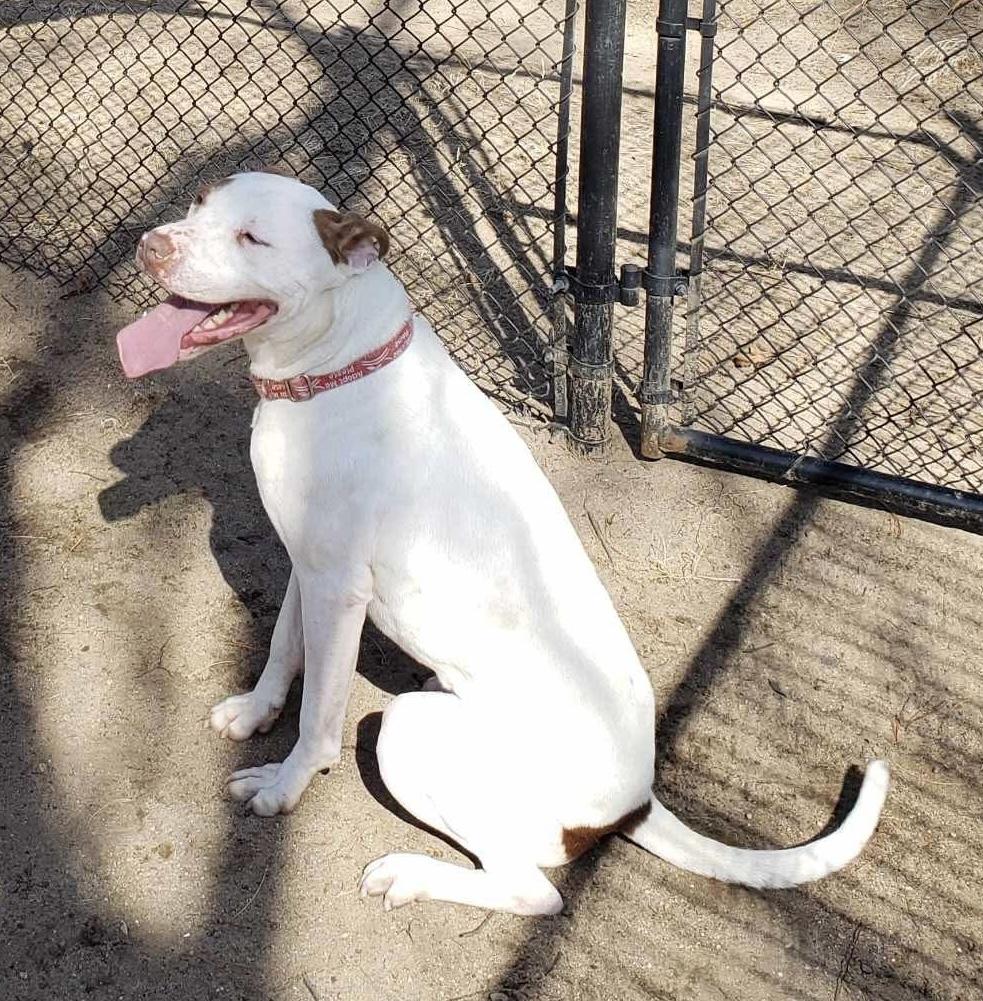 Enlarge Wendell, a Adoptable mixed breed in Westwood, NJ image 4/6
