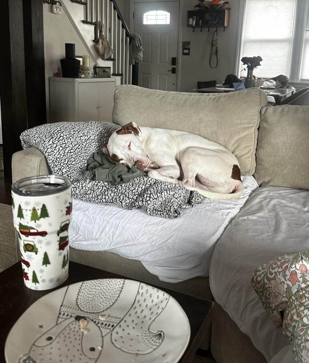 Enlarge Wendell, a Adoptable mixed breed in Westwood, NJ image 6/6