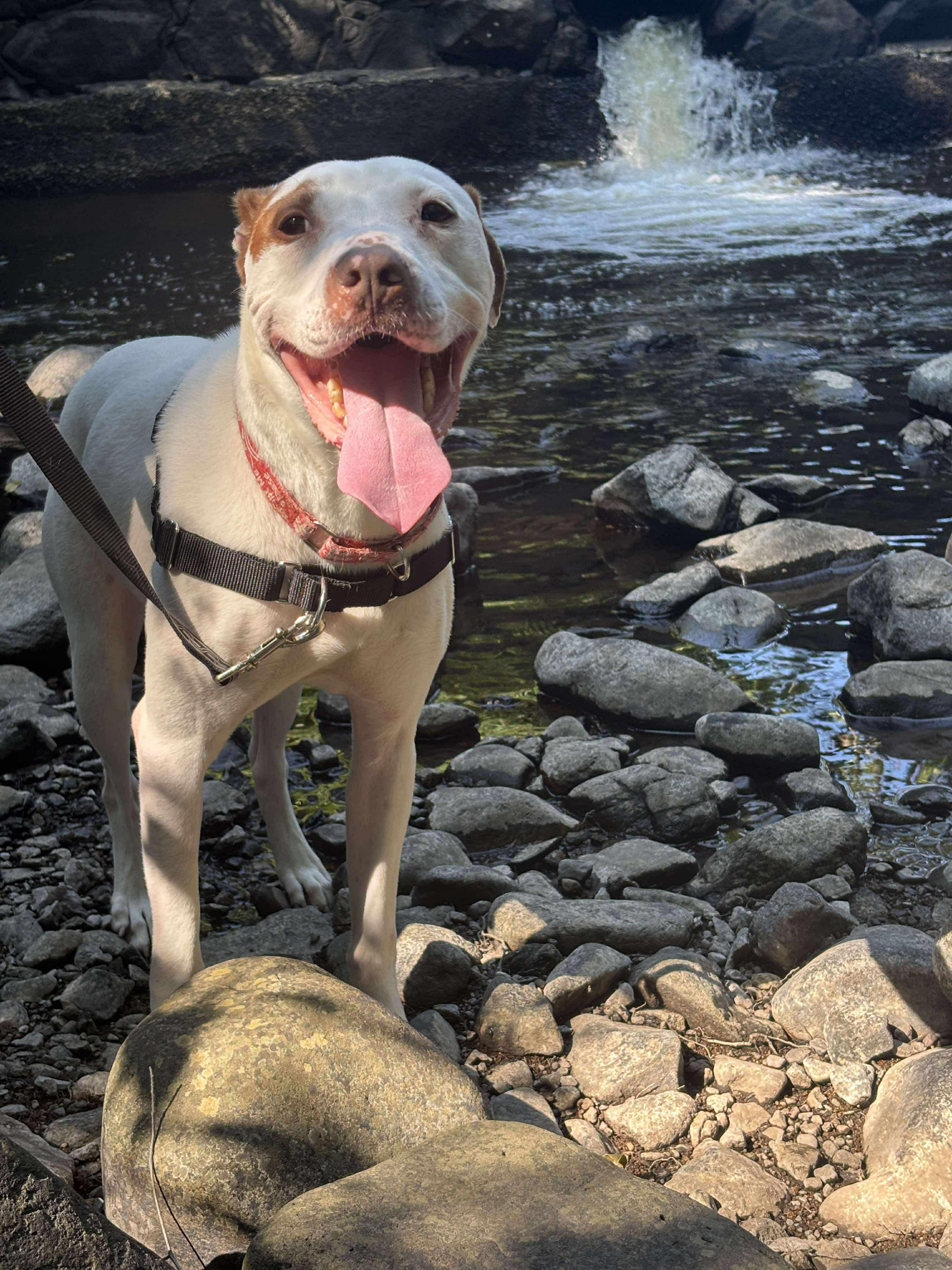 Wendell, Adoptable, Adult Male Pit Bull Terrier.