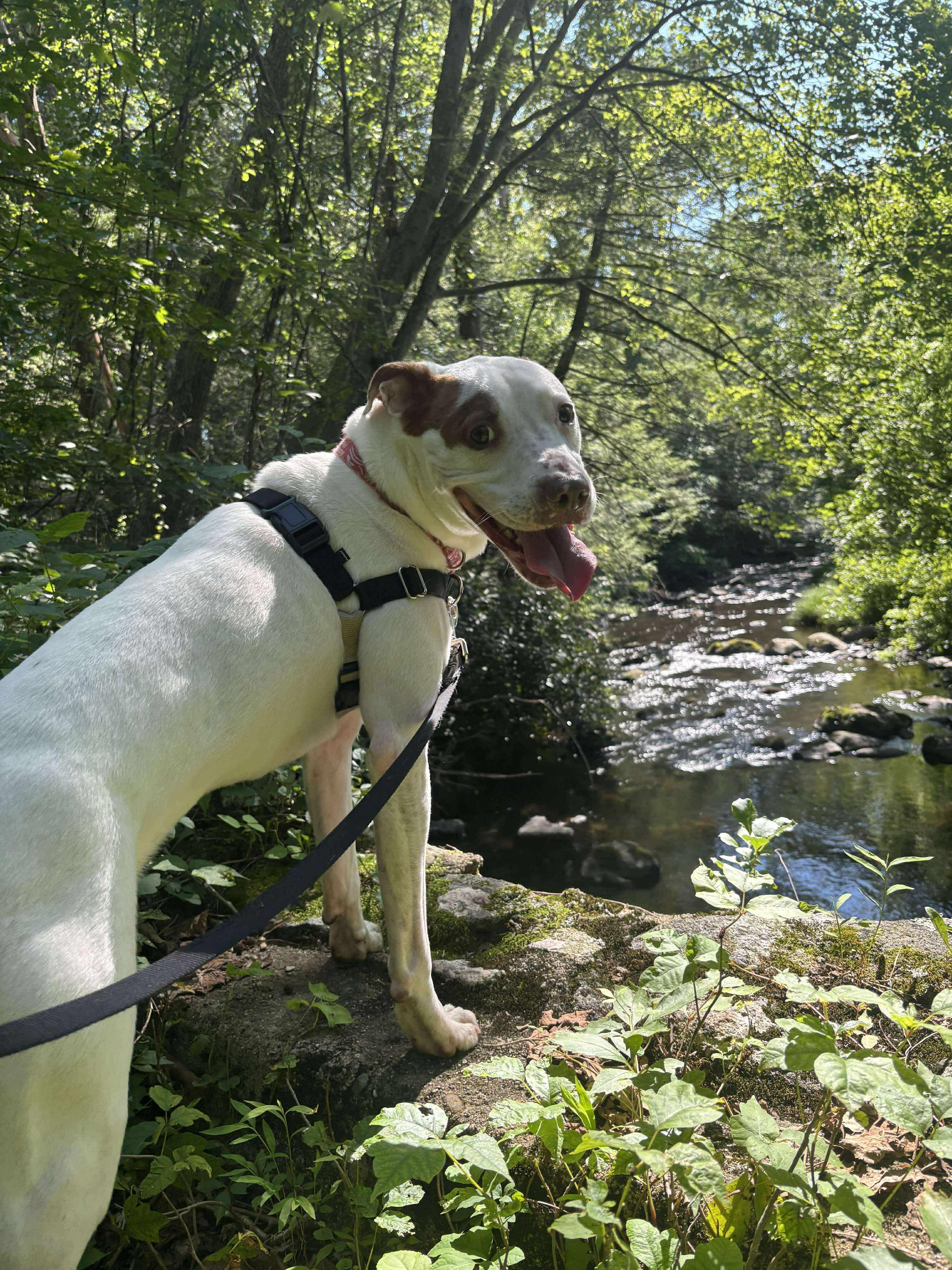Enlarge Wendell, a Adoptable mixed breed in Westwood, NJ image 2/6