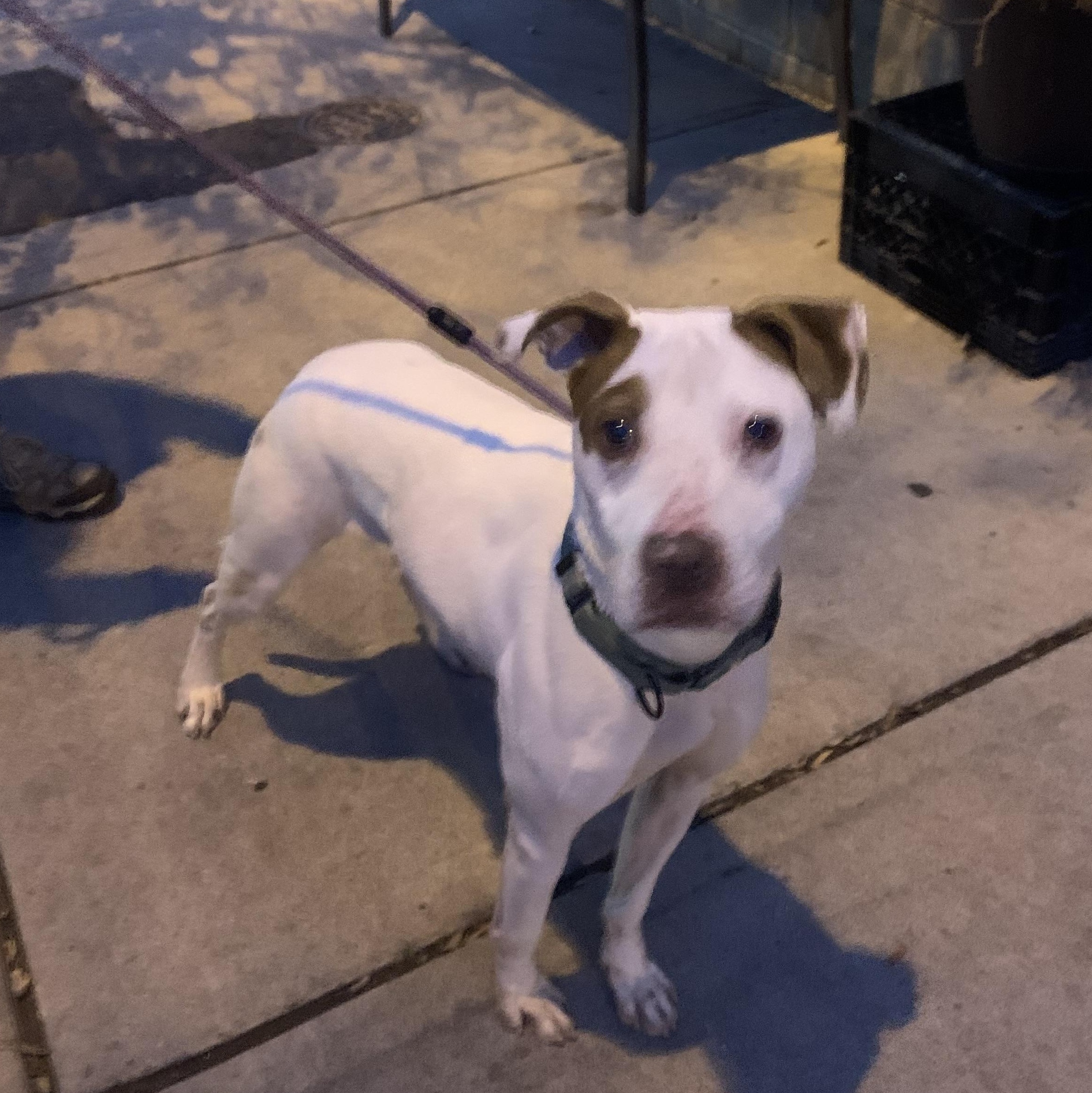 Enlarge Wendell, a Adoptable mixed breed in Westwood, NJ image 3/6