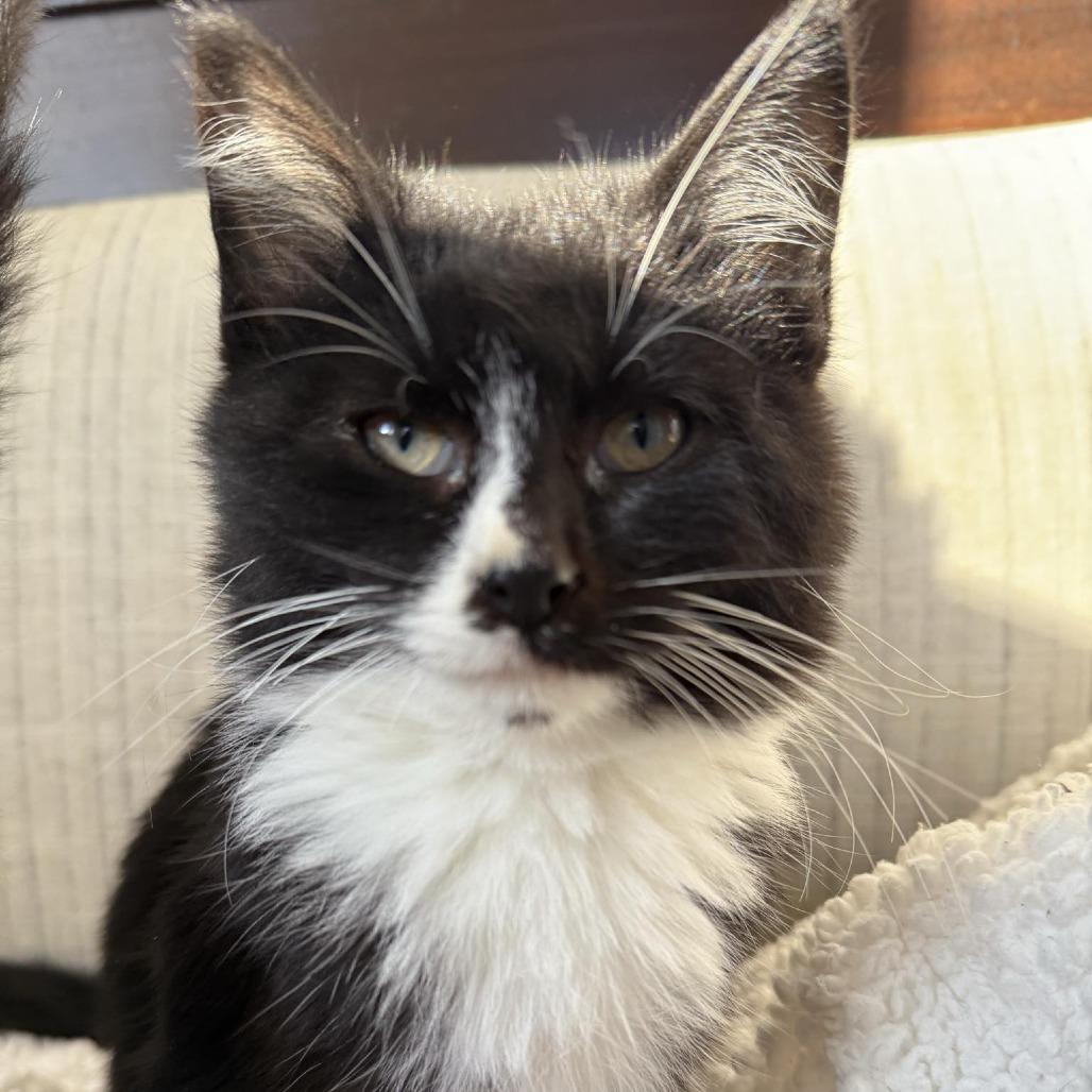 Enlarge Sleepy, a Adoptable Domestic Short Hair in Sioux Falls, SD image 1/1