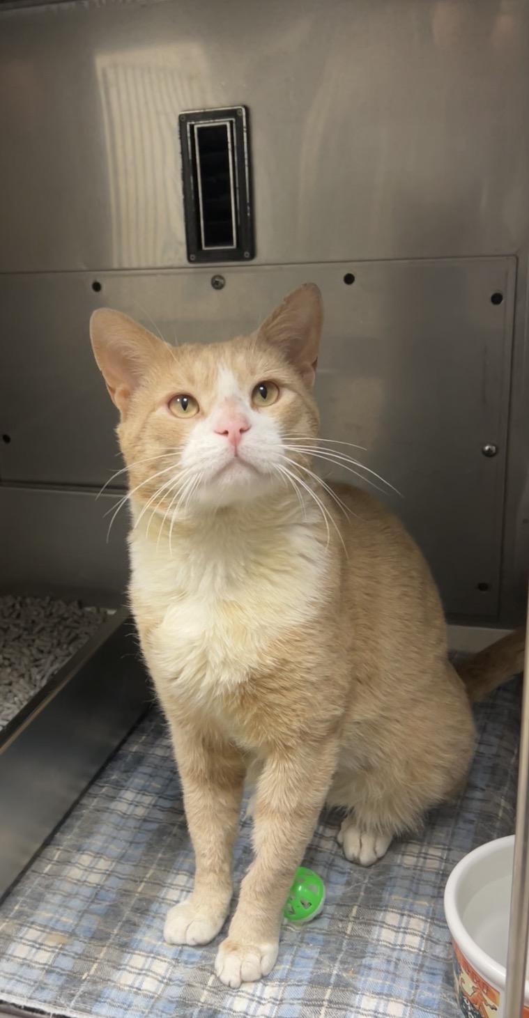 Marvin, a Adoptable mixed breed in Montville, NJ image 3/3