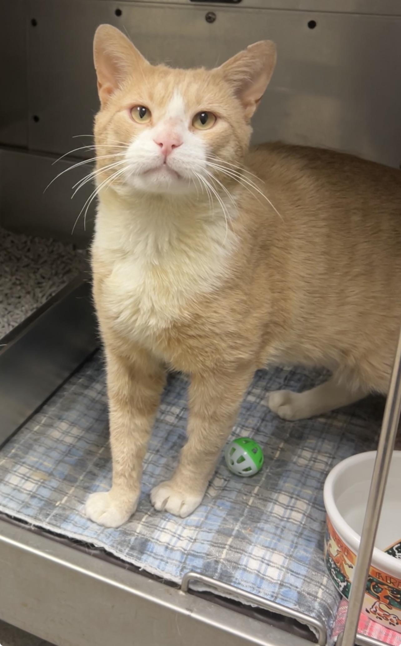 Marvin, a Adoptable mixed breed in Montville, NJ image 1/3