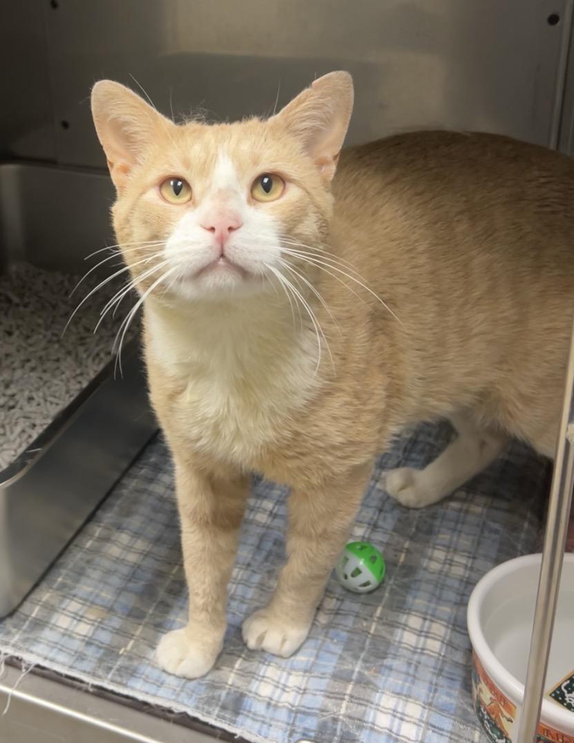 Marvin, a Adoptable mixed breed in Montville, NJ image 2/3