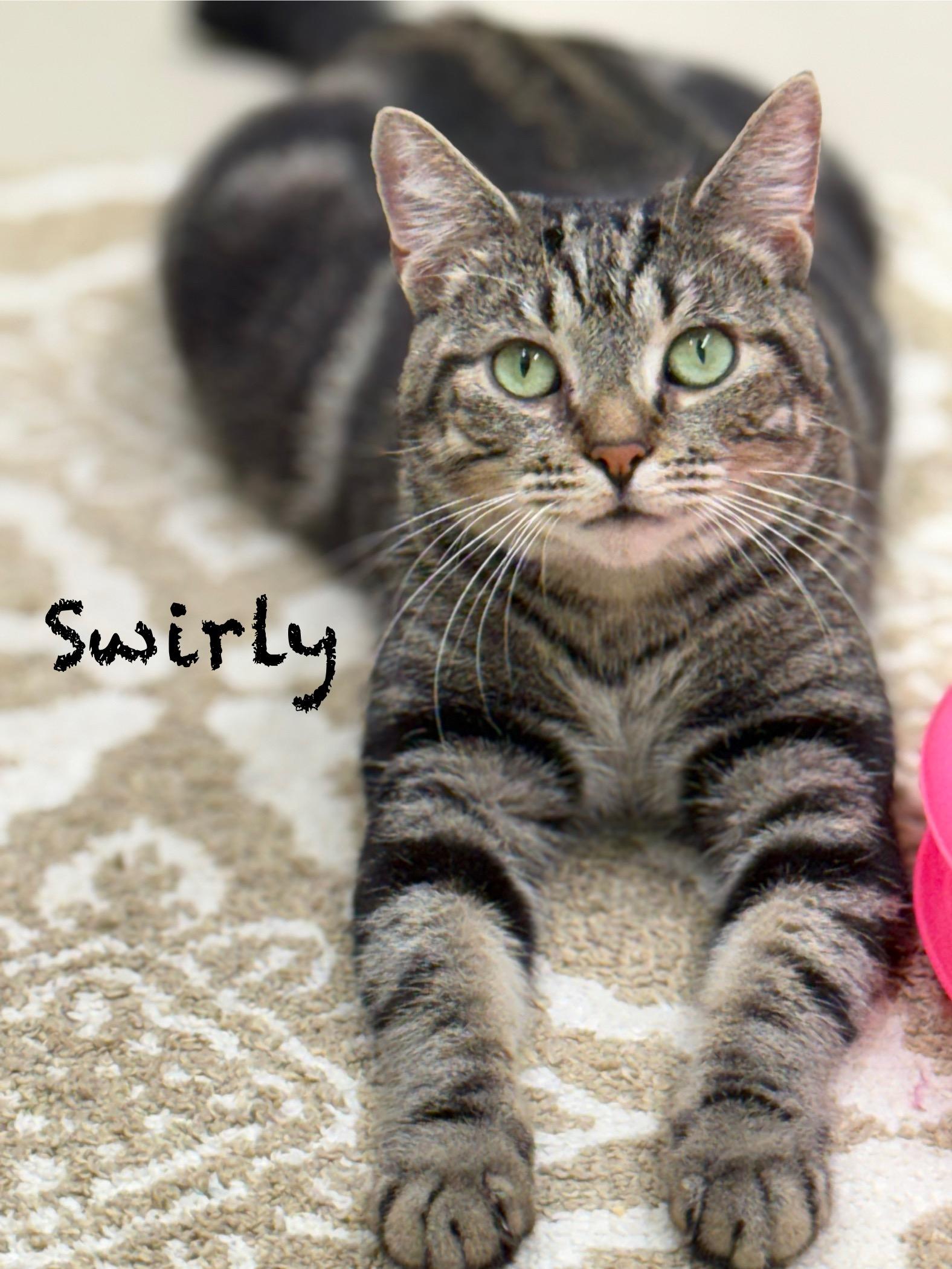 Swirly, Adoptable, Adult Female Domestic Short Hair.