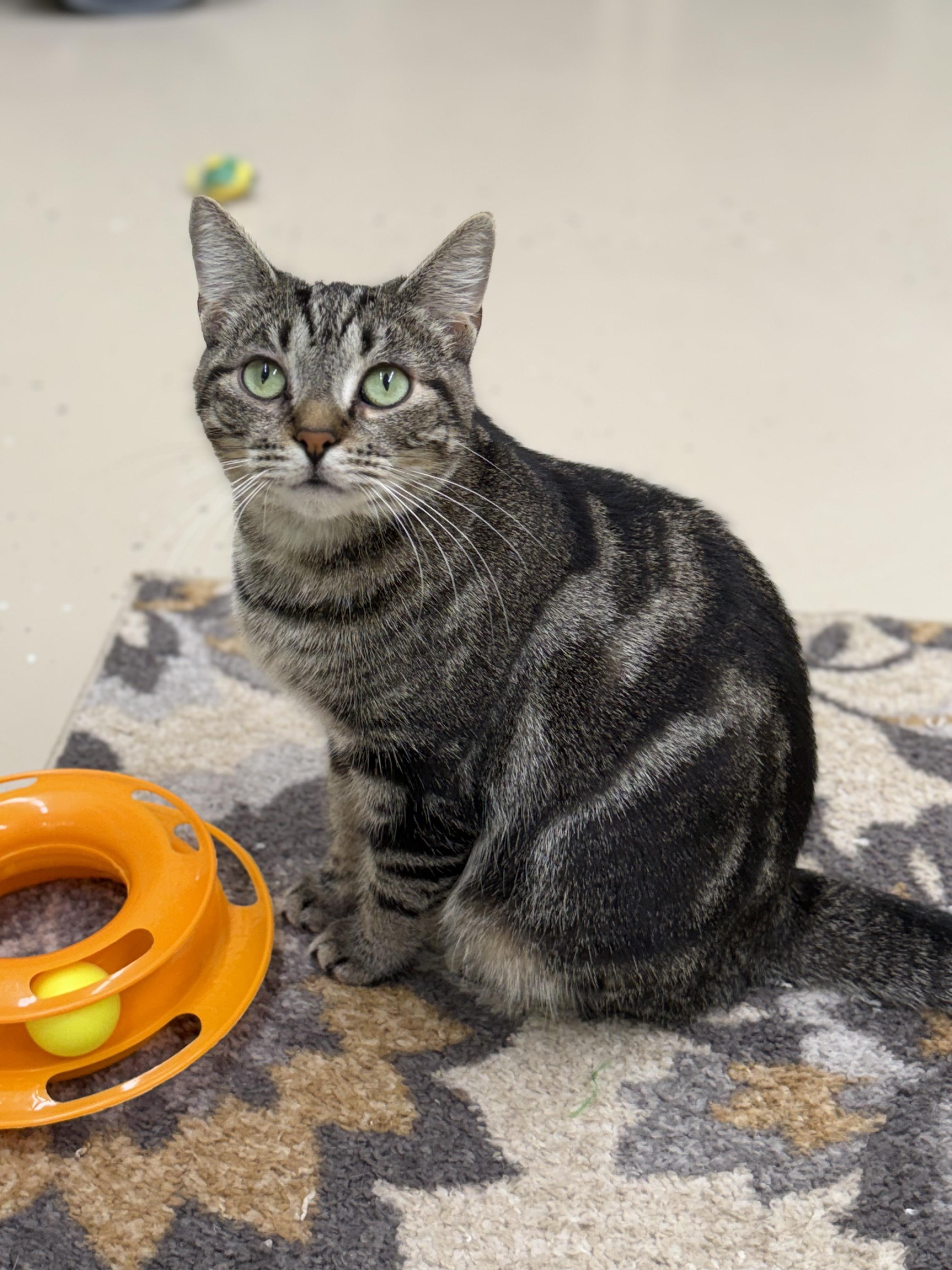 Enlarge Swirly, a Adoptable Domestic Short Hair in Pawleys Island, SC image 2/3