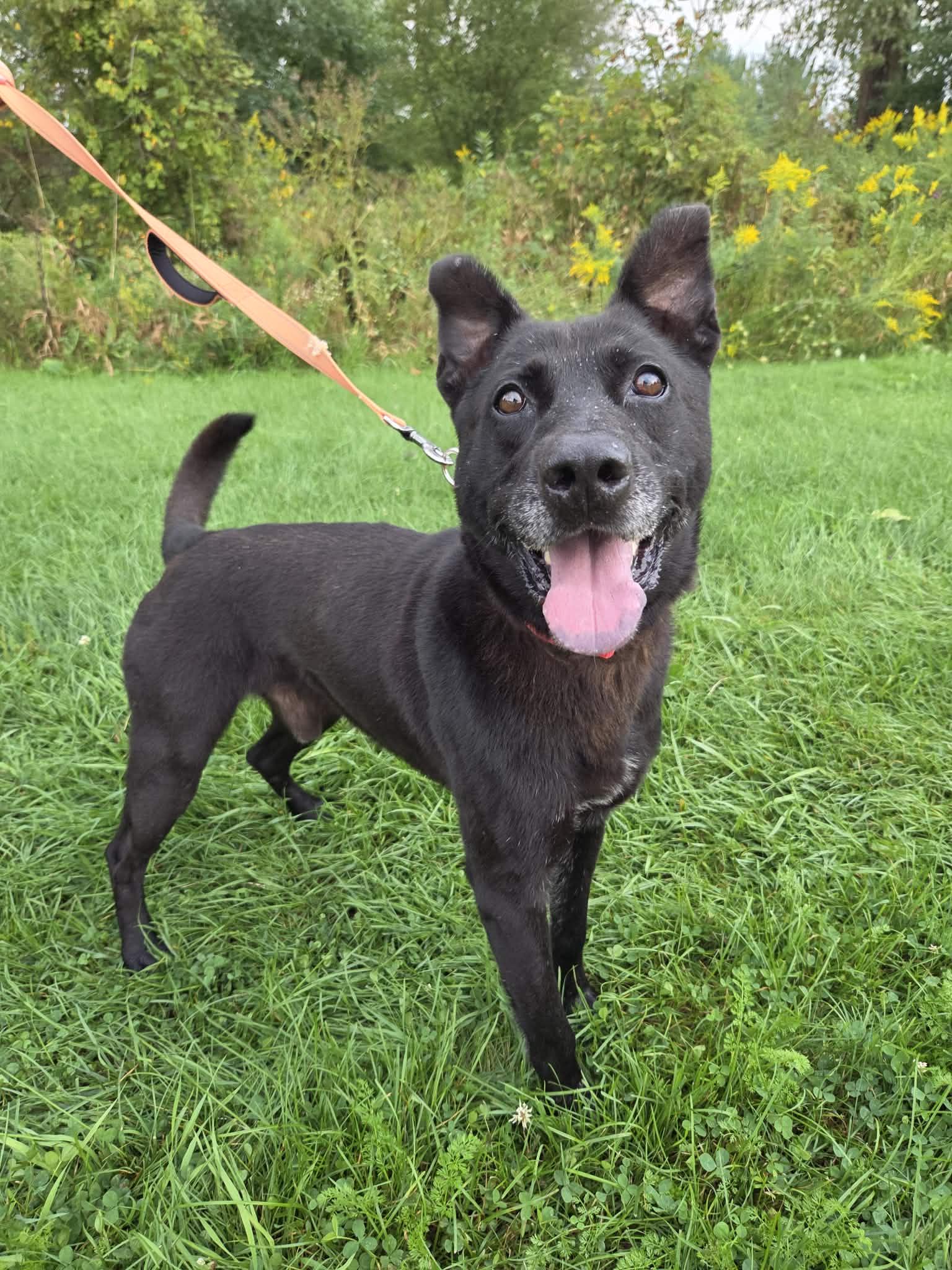 Enlarge Picard-Not Accepting Applications Yet, a Adoptable mixed breed in Medina, OH image 5/5