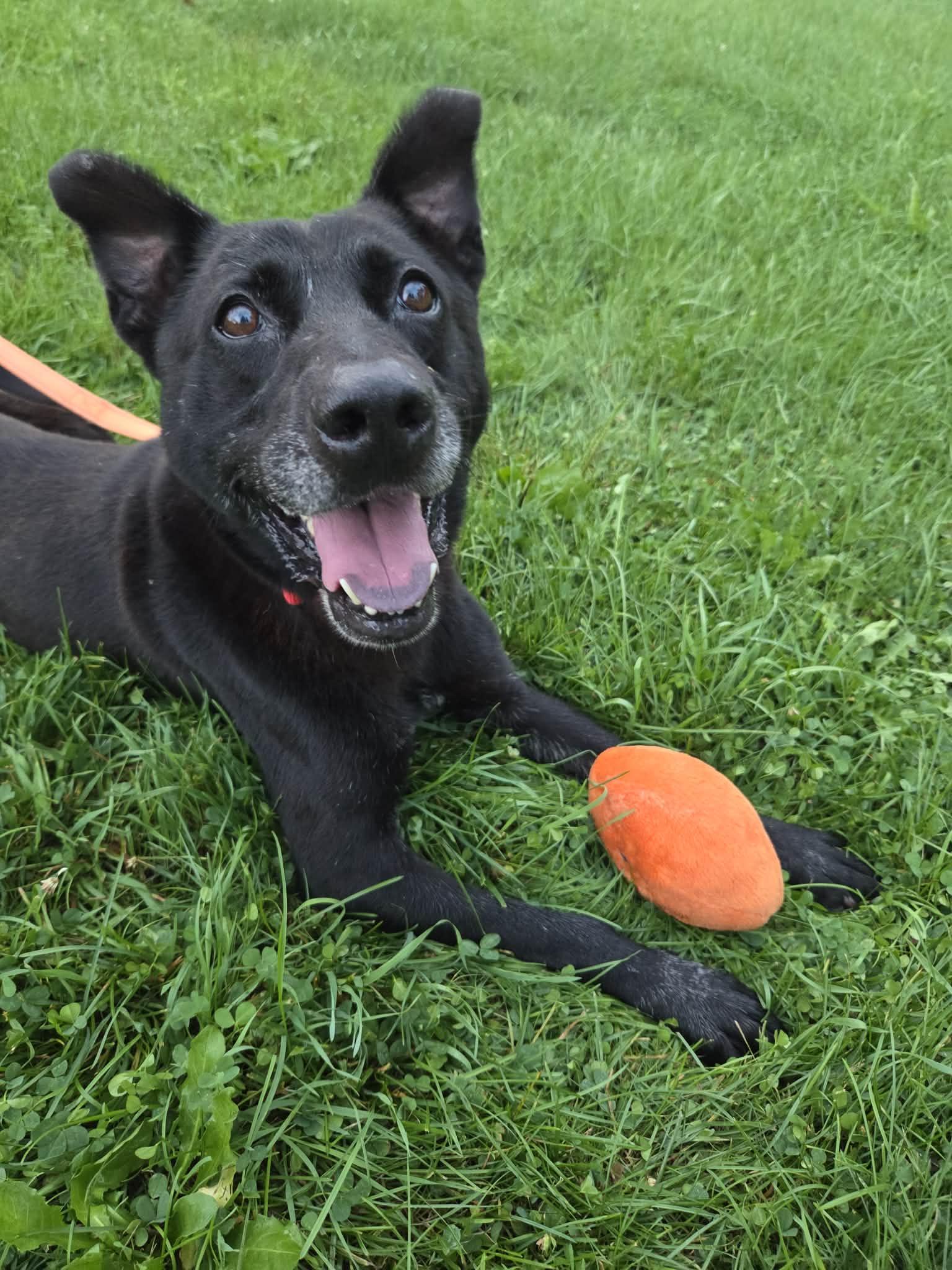 Enlarge Picard-Not Accepting Applications Yet, a Adoptable mixed breed in Medina, OH image 2/5