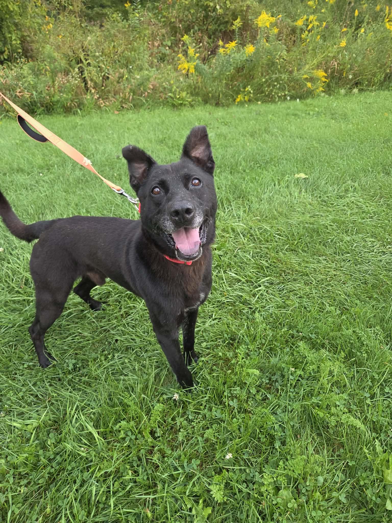 Enlarge Picard-Not Accepting Applications Yet, a Adoptable mixed breed in Medina, OH image 1/5