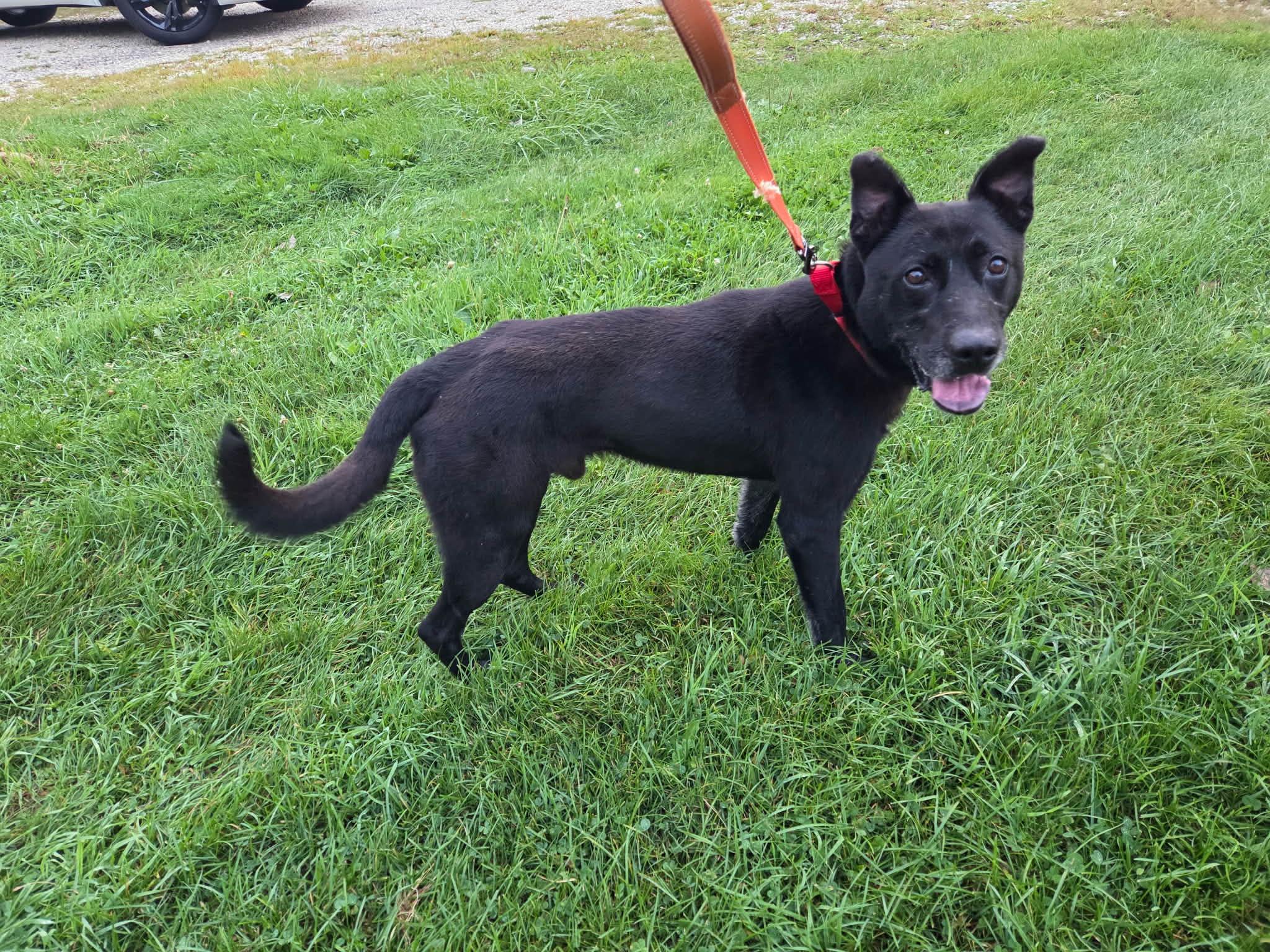 Enlarge Picard-Not Accepting Applications Yet, a Adoptable mixed breed in Medina, OH image 4/5
