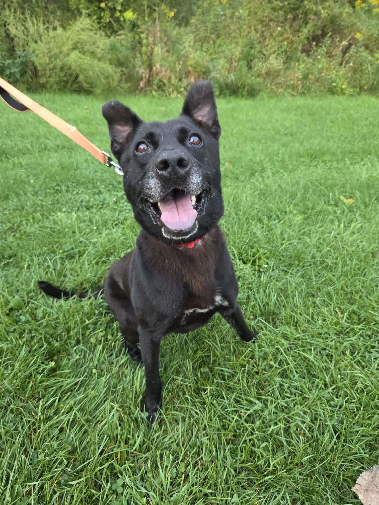 Enlarge Picard-Not Accepting Applications Yet, a Adoptable mixed breed in Medina, OH image 3/5