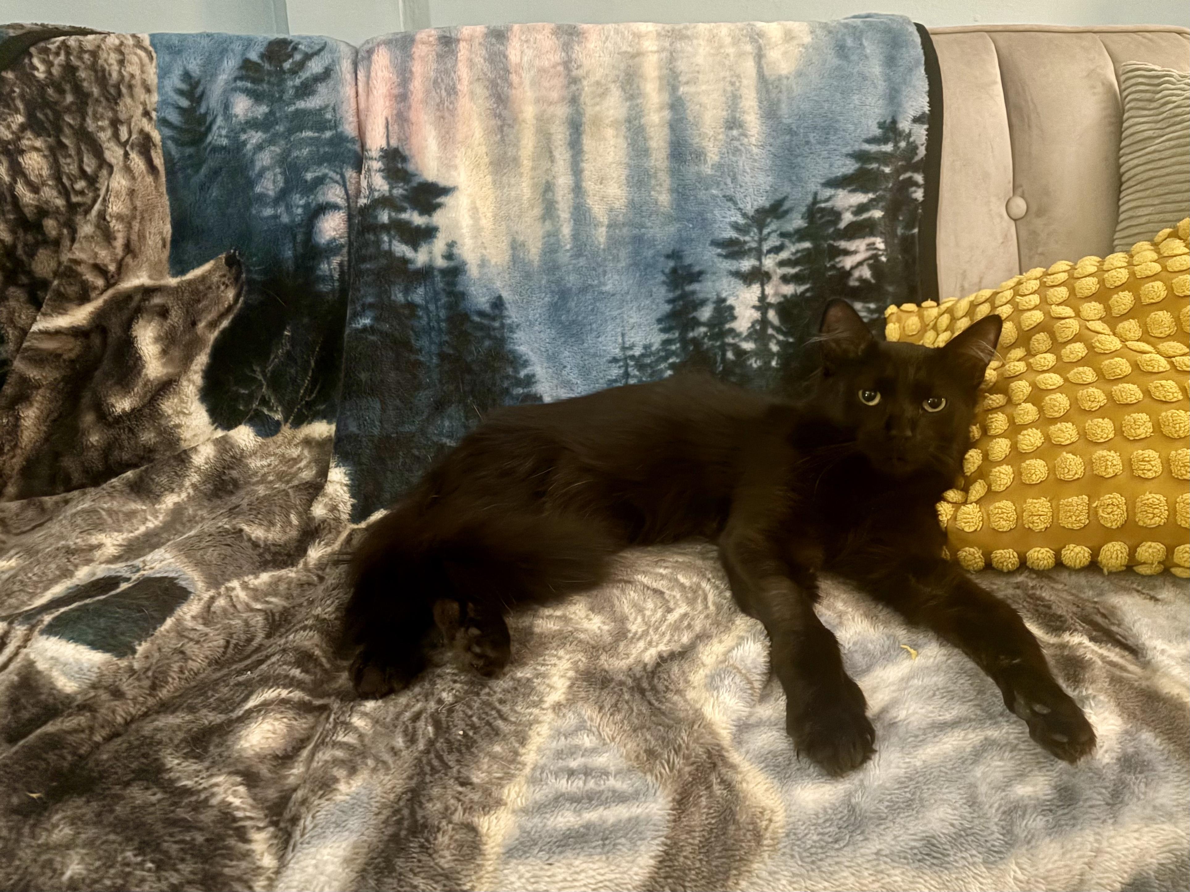 Enlarge Zeus, a Adoptable Domestic Medium Hair in Nutley, NJ image 5/5