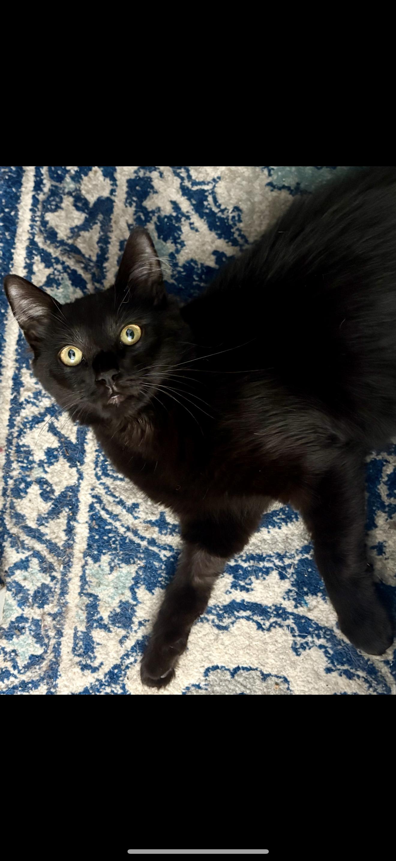Zeus, Adoptable, Adult Male Domestic Medium Hair.