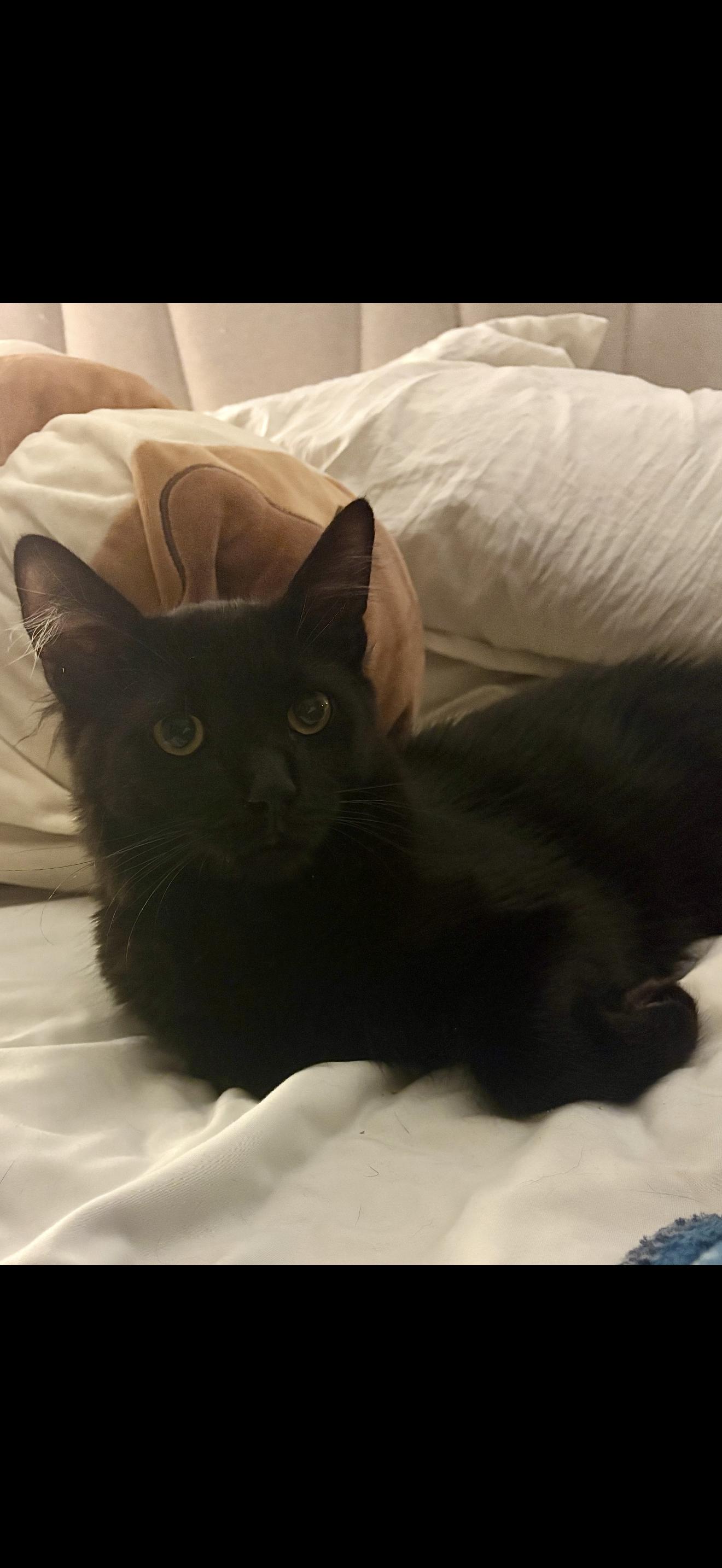 Enlarge Zeus, a Adoptable Domestic Medium Hair in Nutley, NJ image 2/5