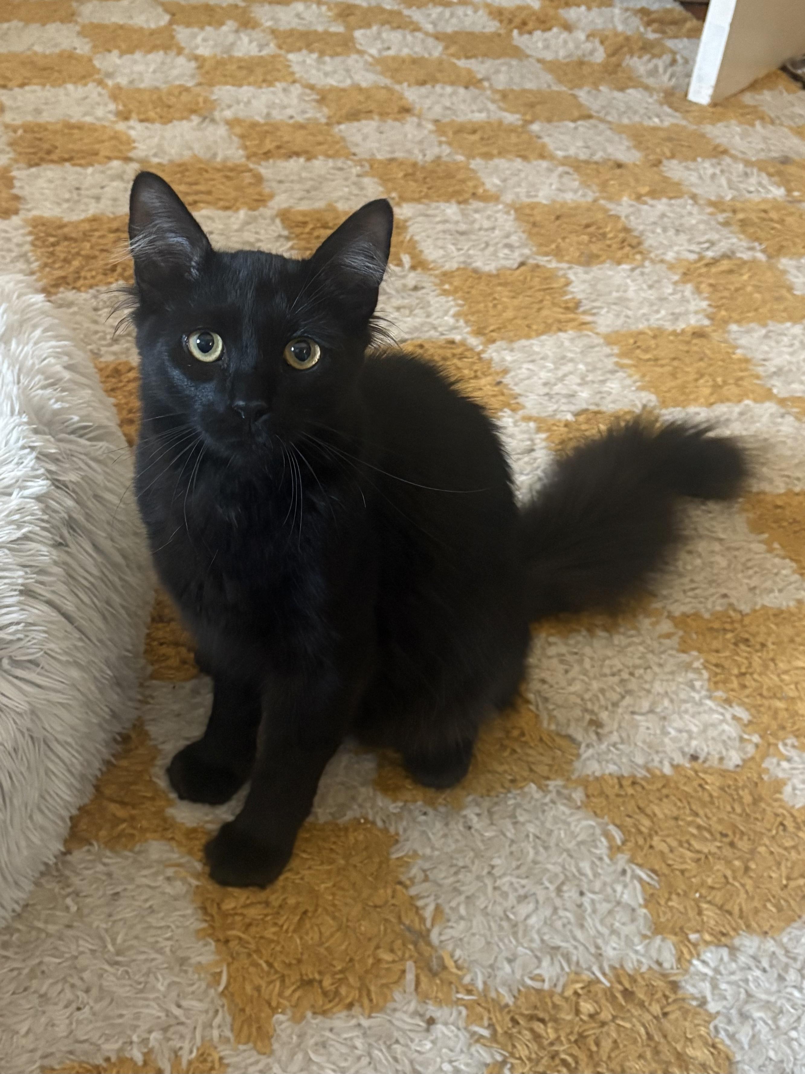 Enlarge Zeus, a Adoptable Domestic Medium Hair in Nutley, NJ image 3/5