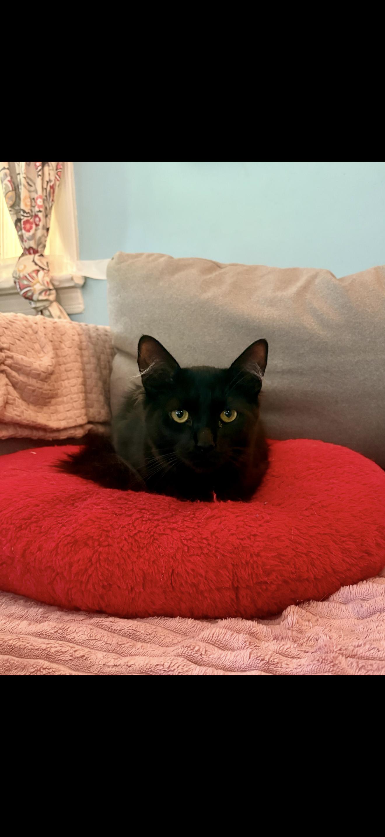 Enlarge Zeus, a Adoptable Domestic Medium Hair in Nutley, NJ image 4/5