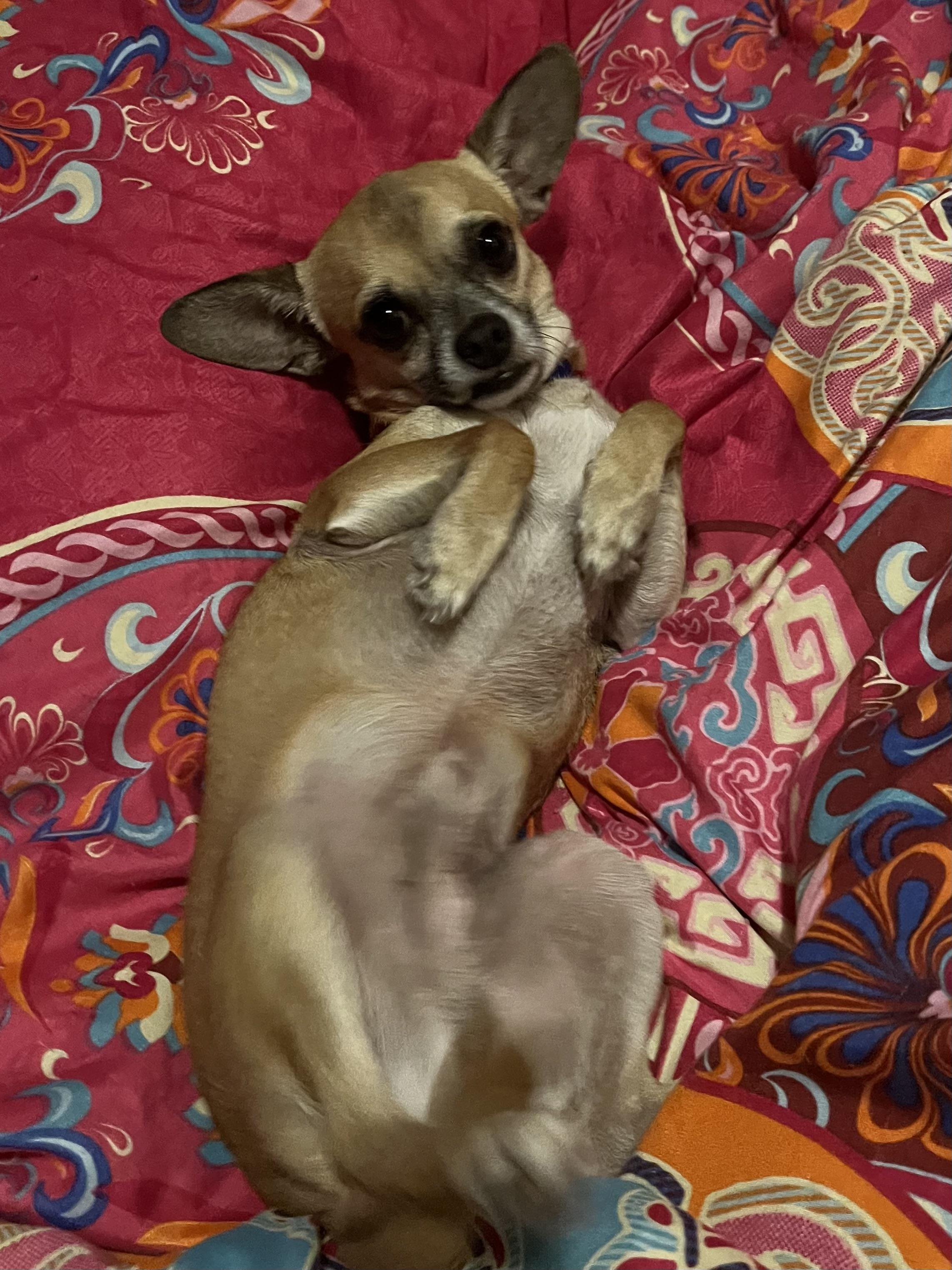 Domingo, a Adoptable Chihuahua in Orlando, FL image 4/4