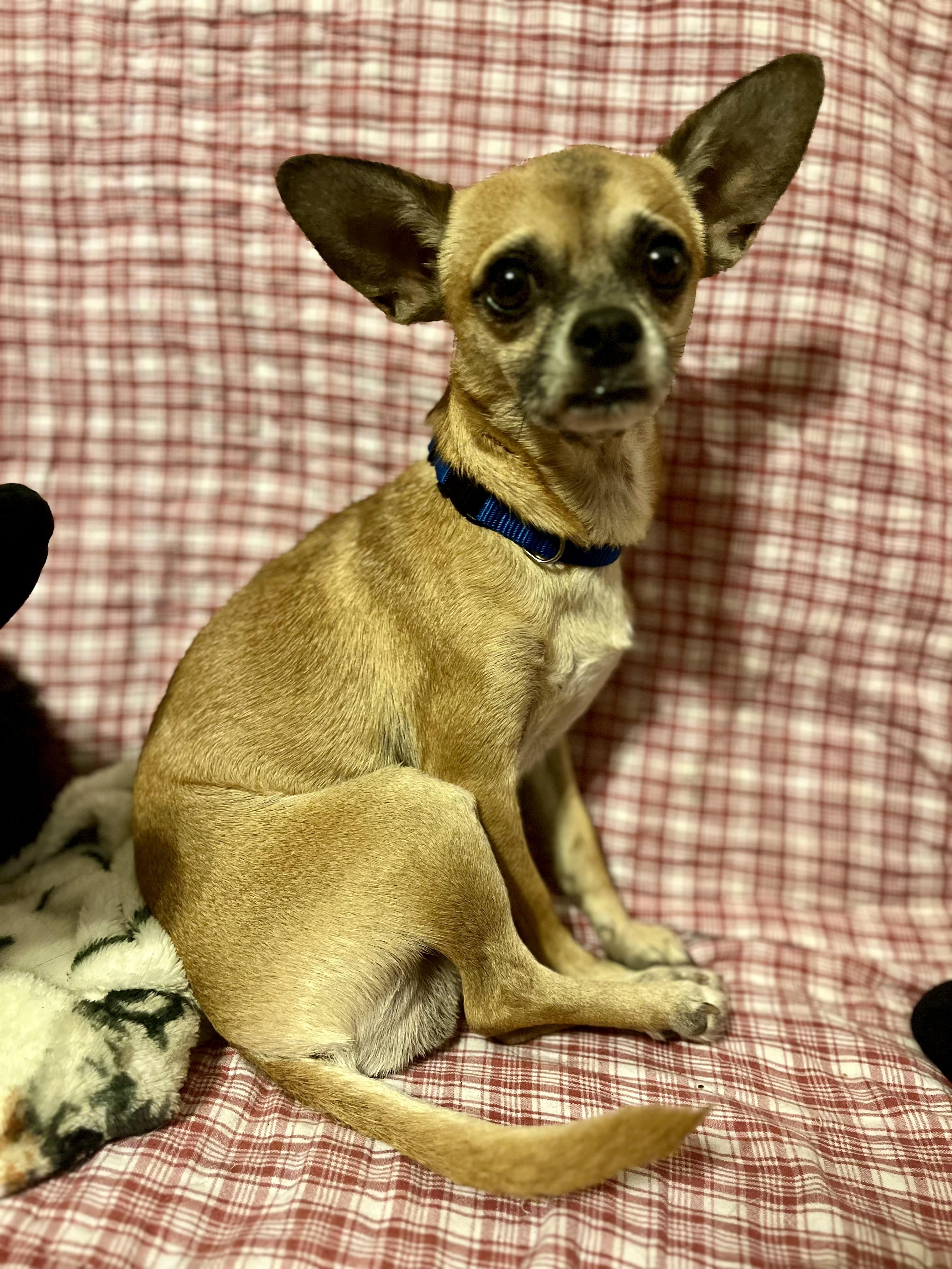 Domingo, a Adoptable Chihuahua in Orlando, FL image 1/4