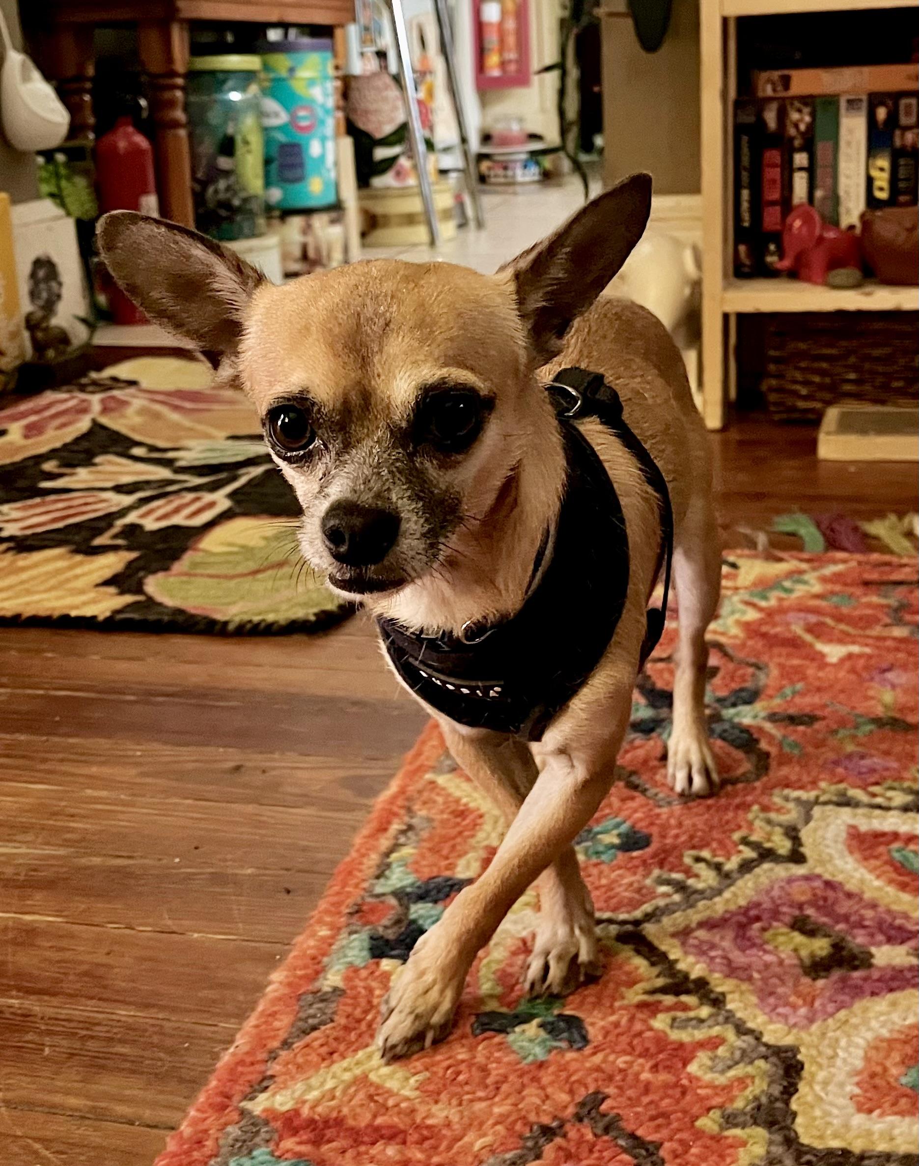 Domingo, a Adoptable Chihuahua in Orlando, FL image 2/4
